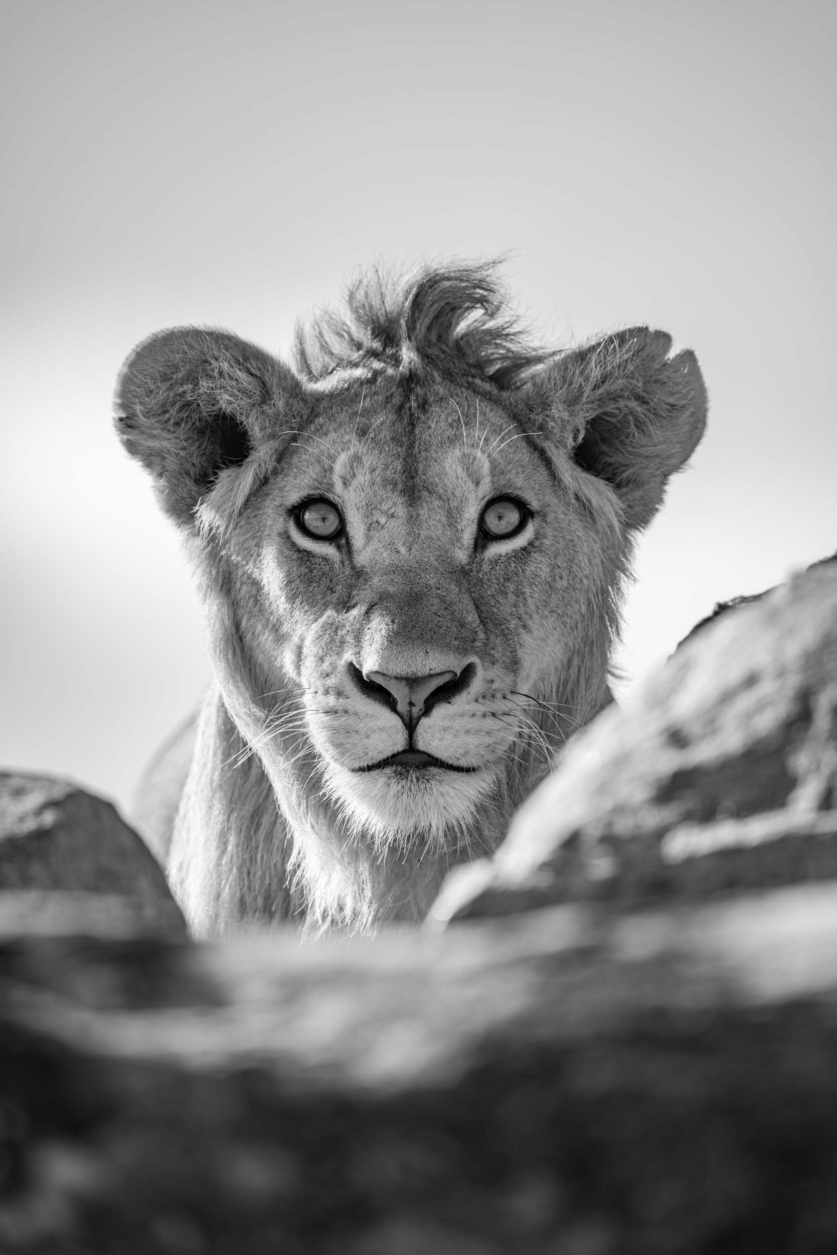 %22Give me a lion - on the rocks%22 - Mono.jpg
