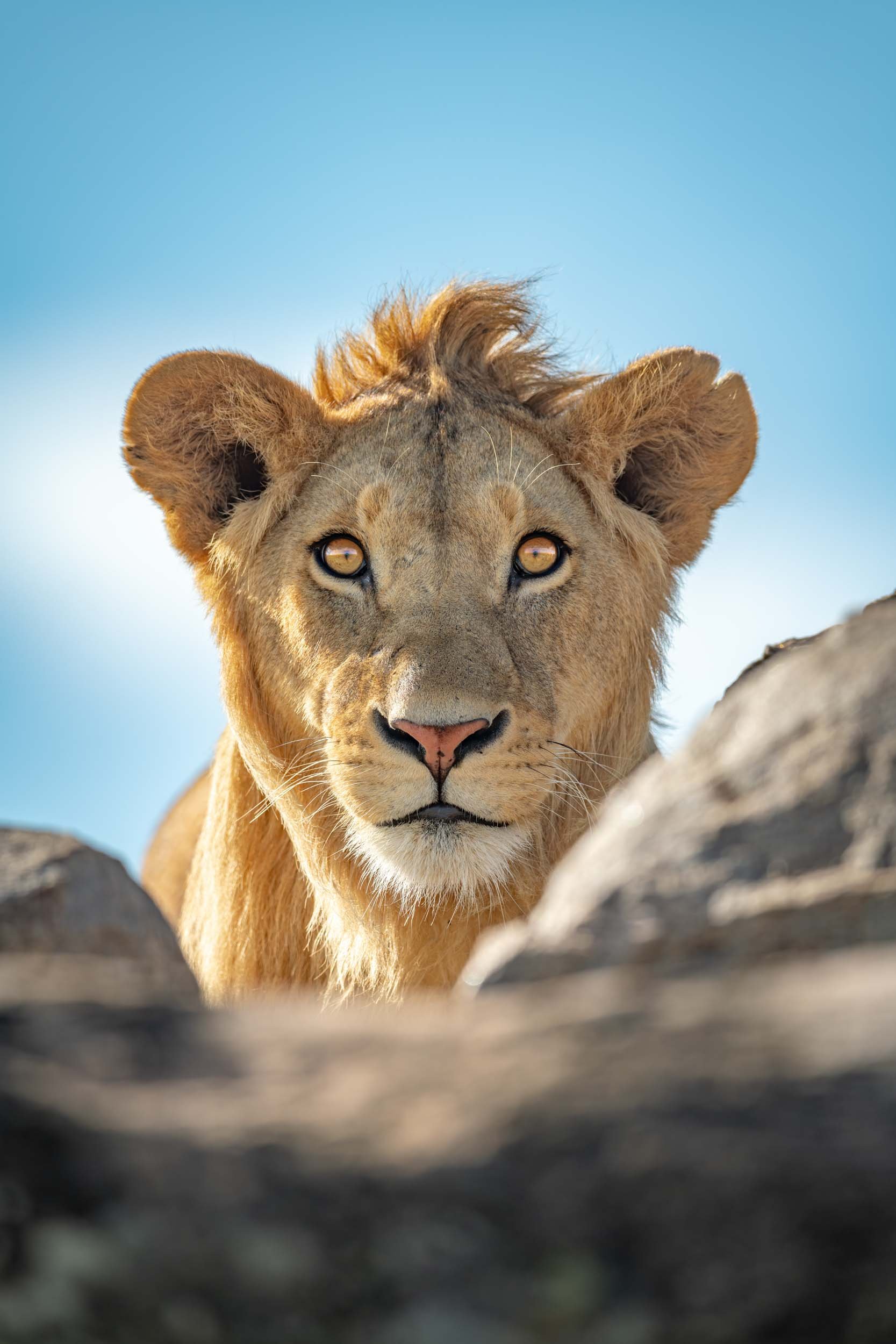 %22Give me a lion - on the rocks%22.jpg