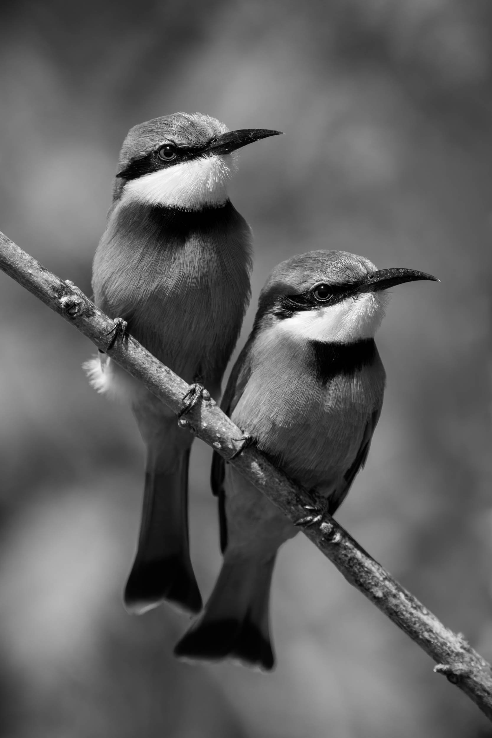 Watch the Birdies - Mono.jpg