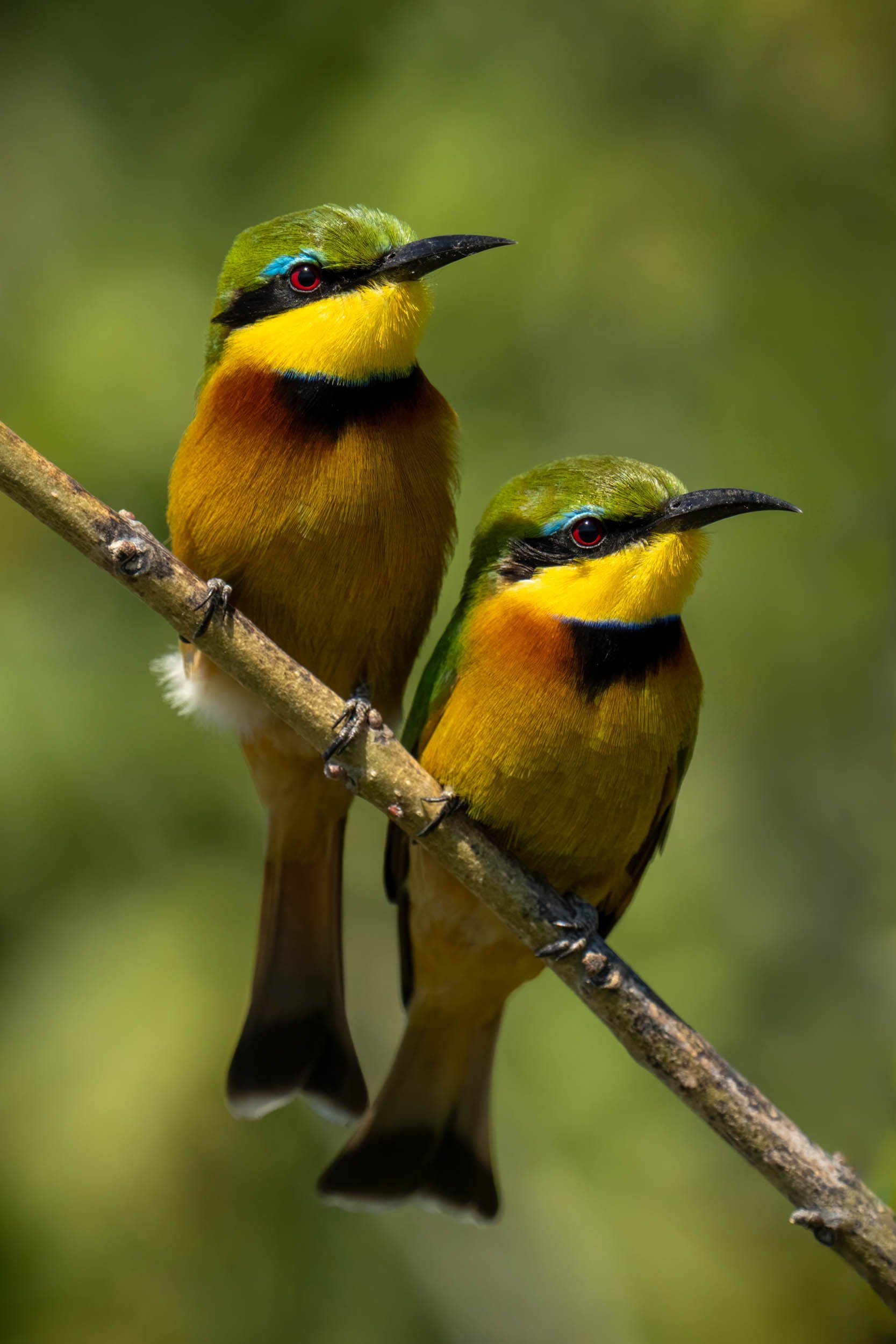 Watch the Birdies.jpg