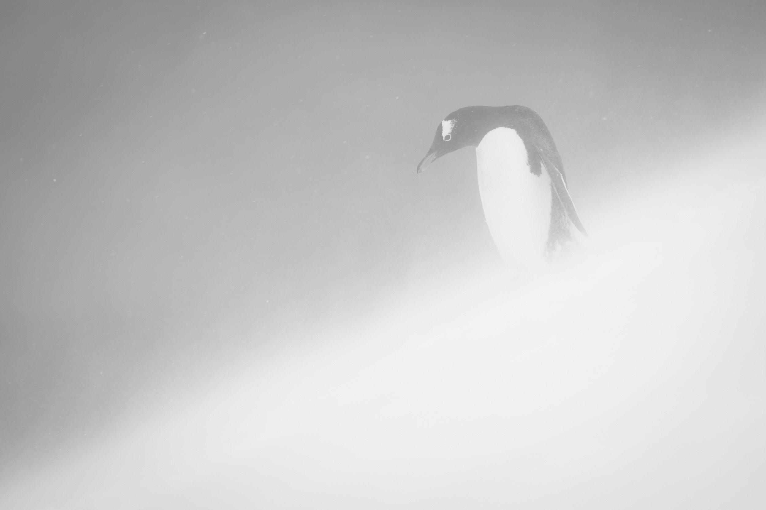 White Run - Mono.jpg