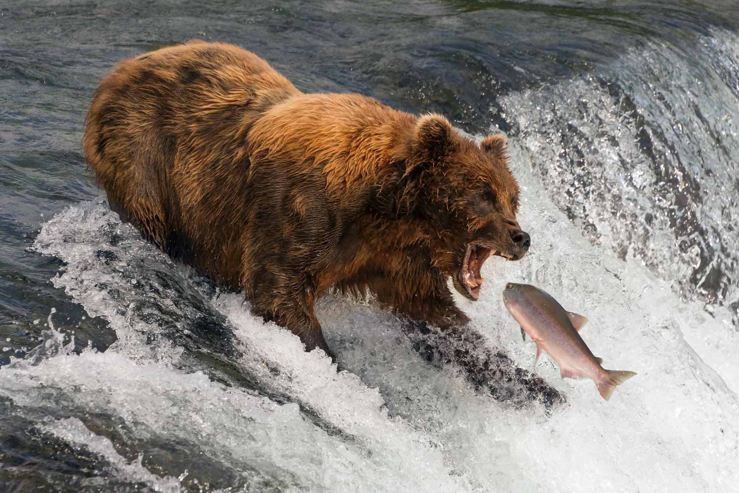Every picture tells a story: Bear Gills