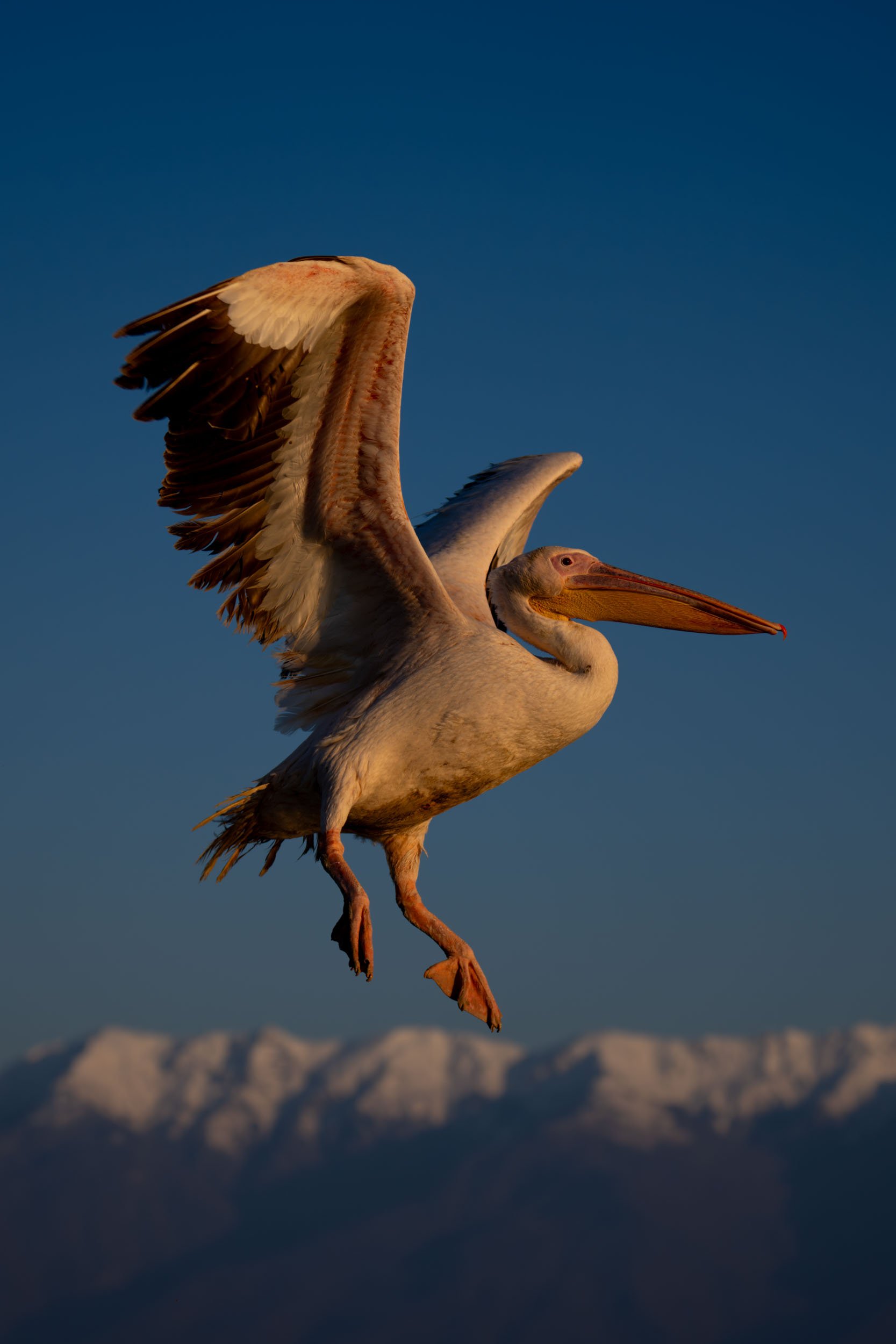 Golden Pelican