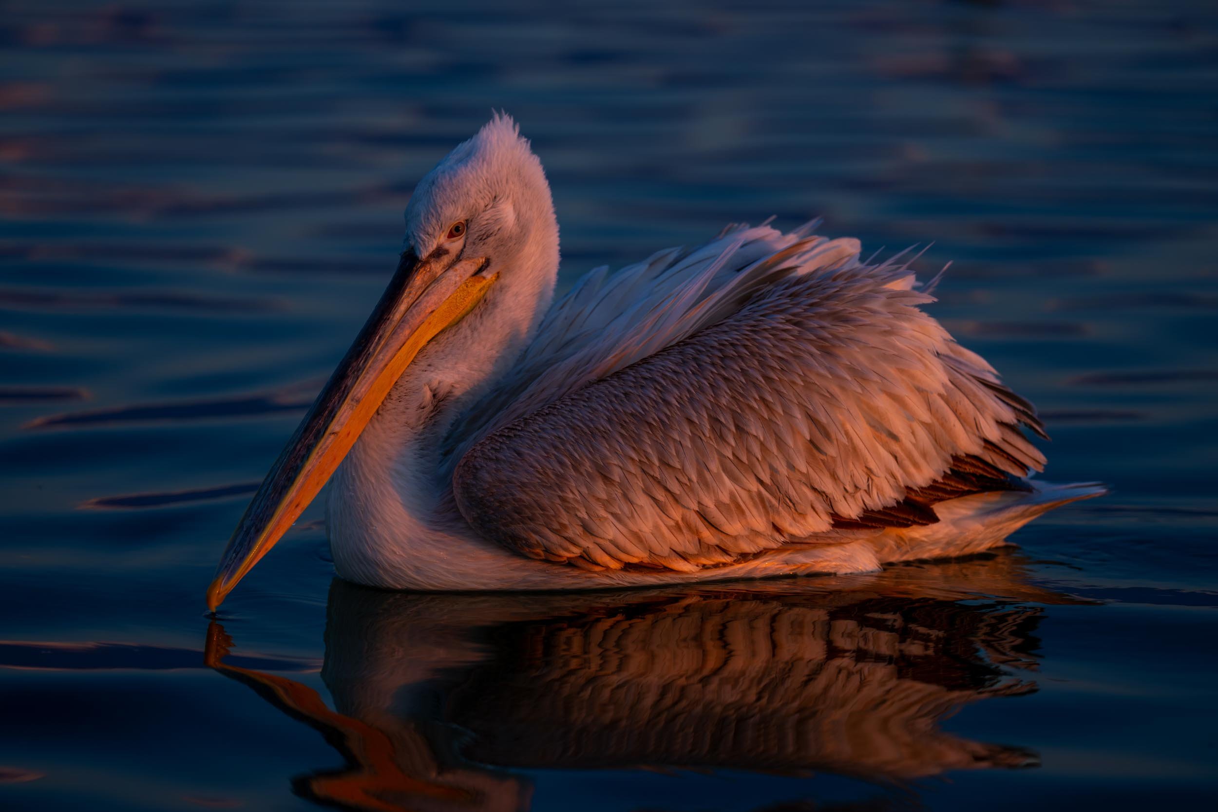 Pensive Pelican
