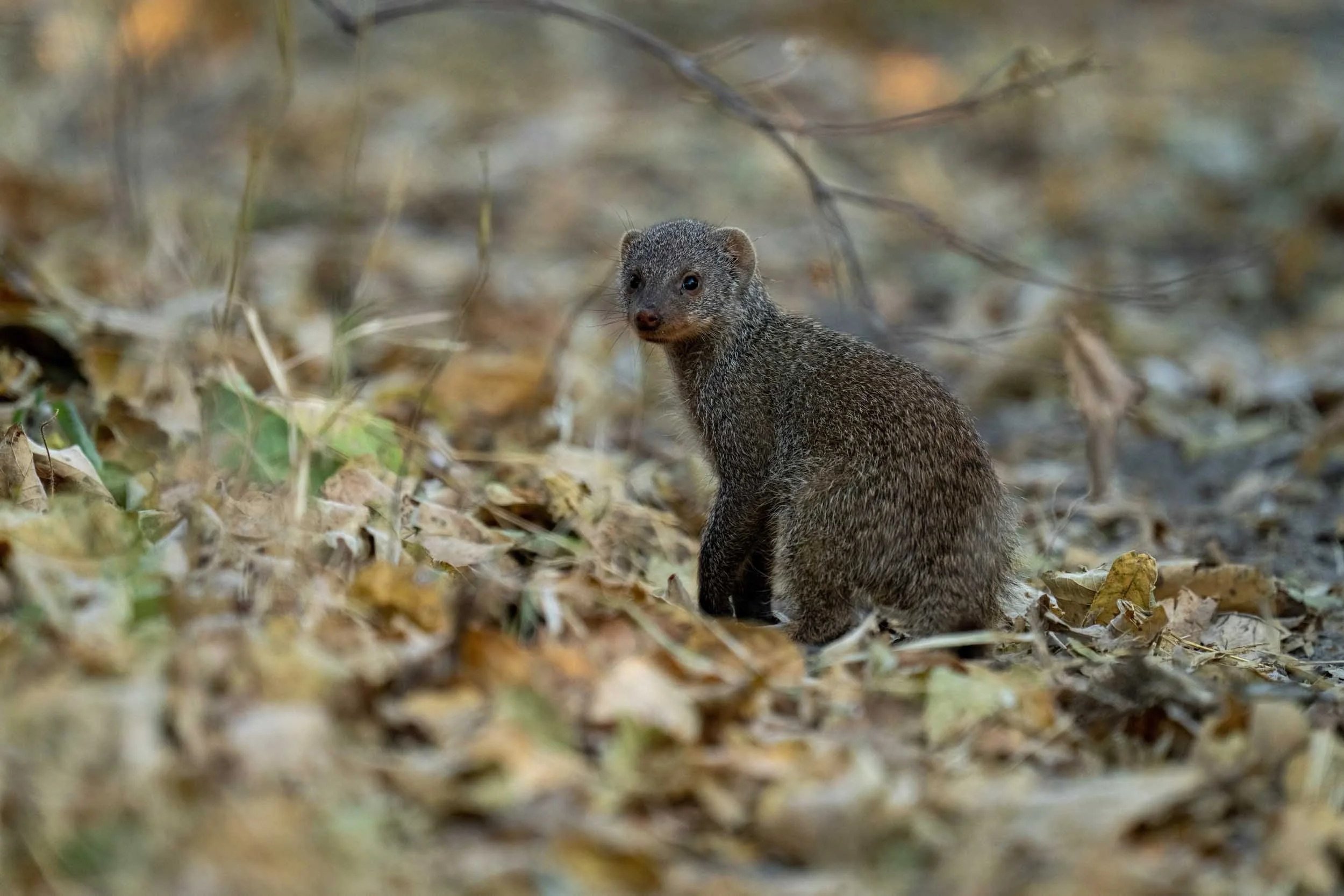 Small Furry Animal