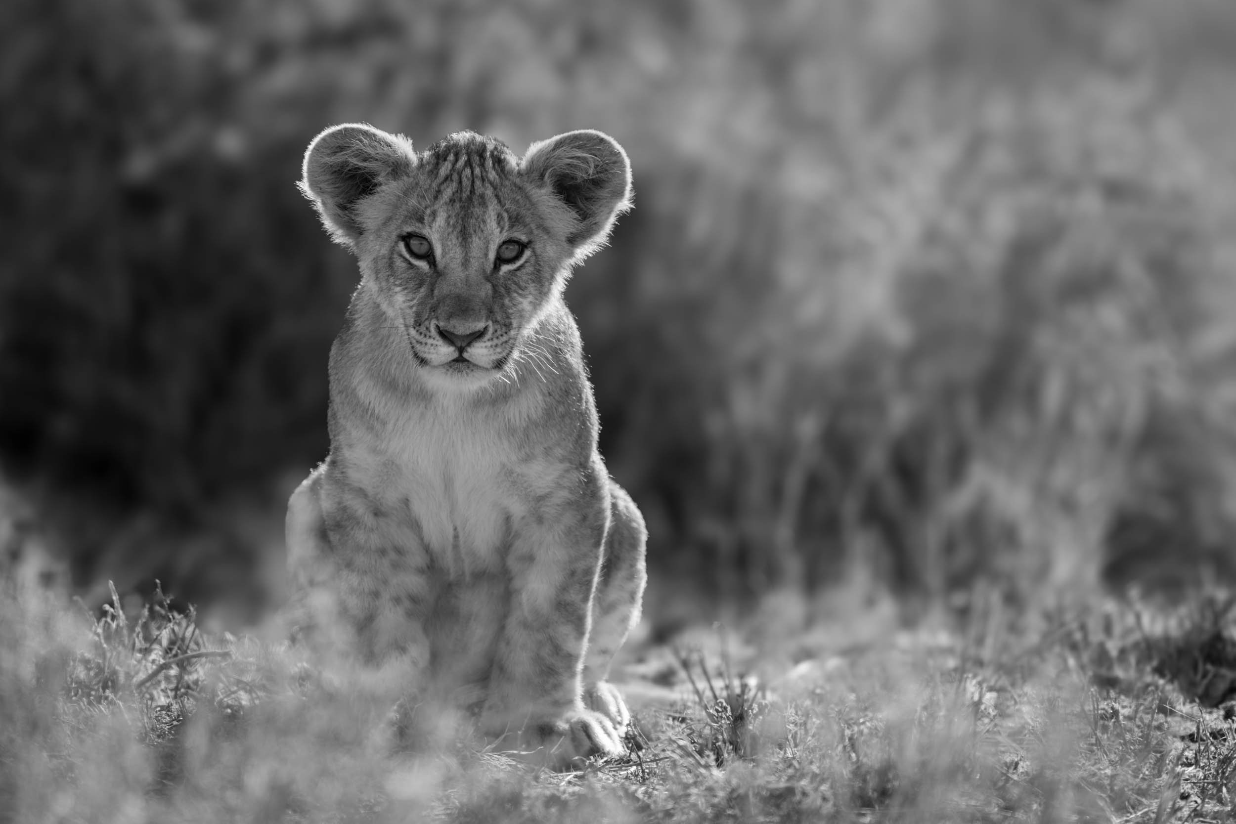 Mother's Pride - Mono.jpg