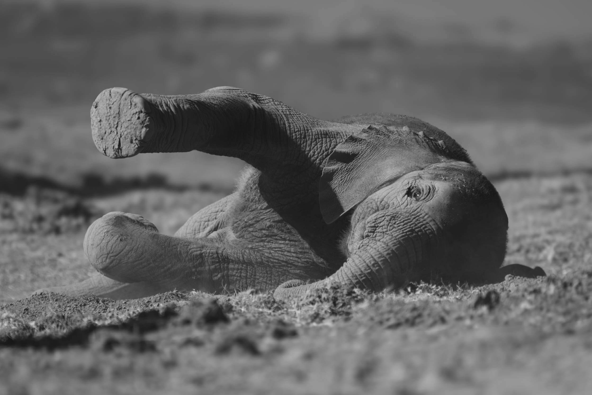 Dusty the Elephant - Mono.jpg