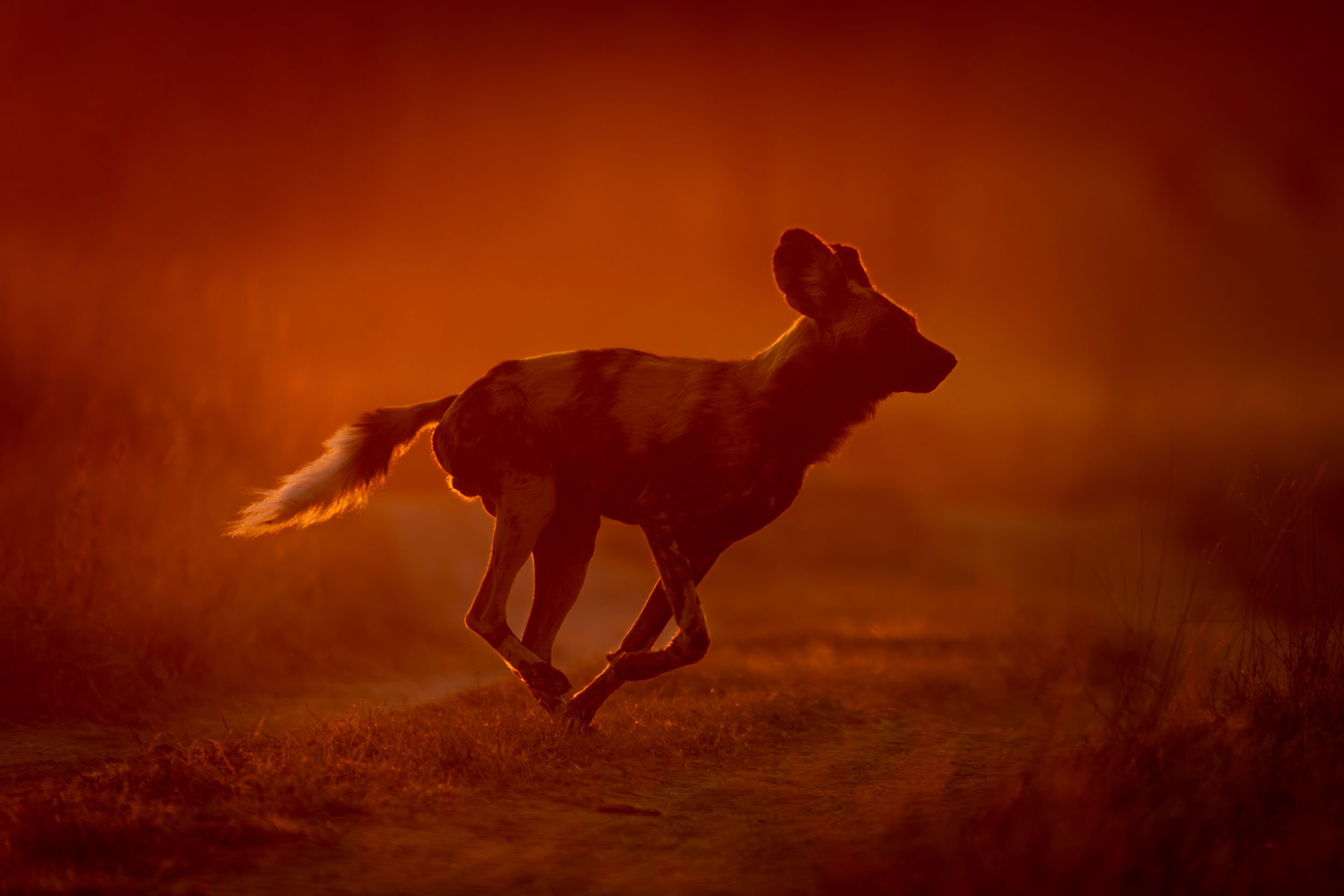 African Wild Dog Facts