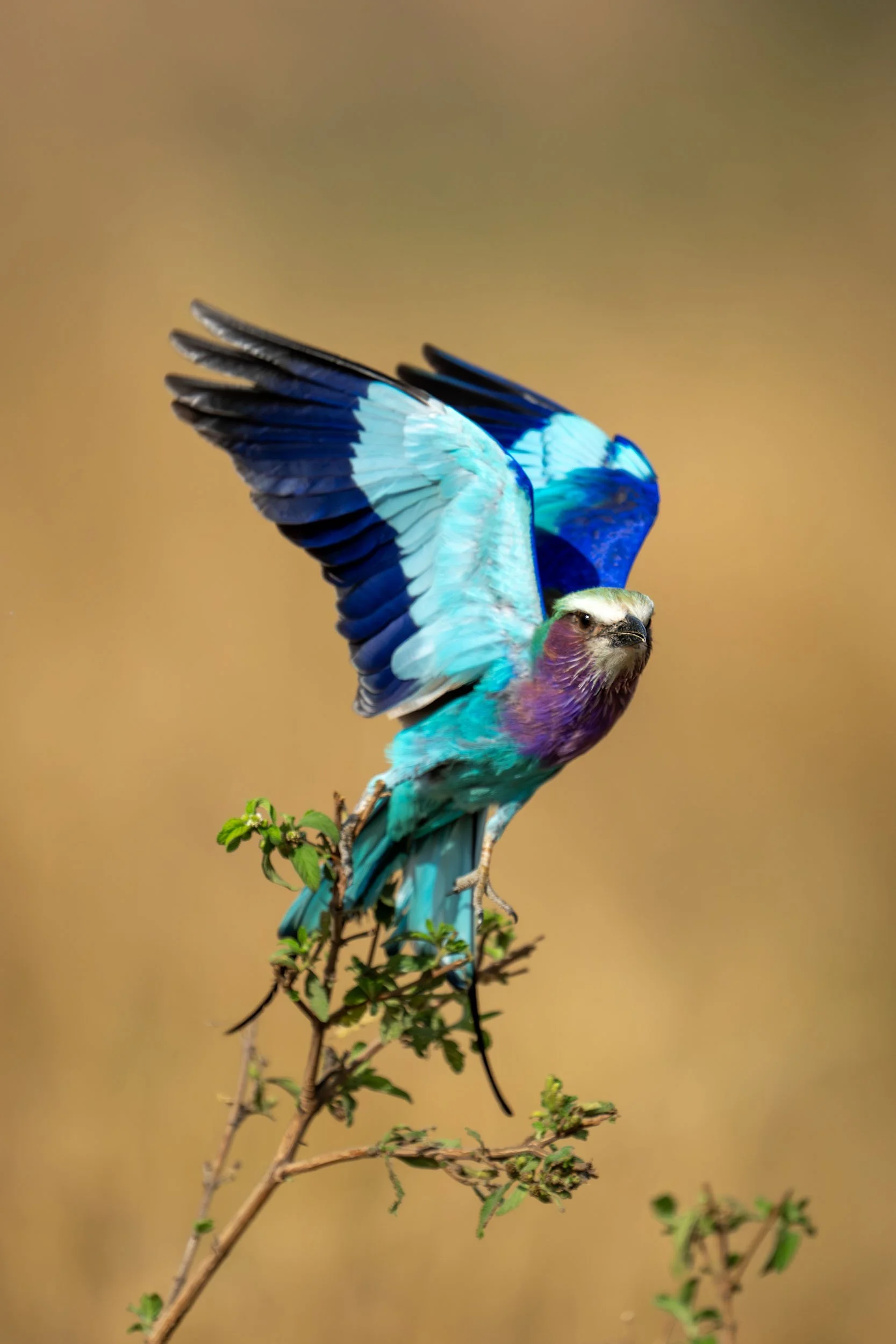 Lift Your Wings