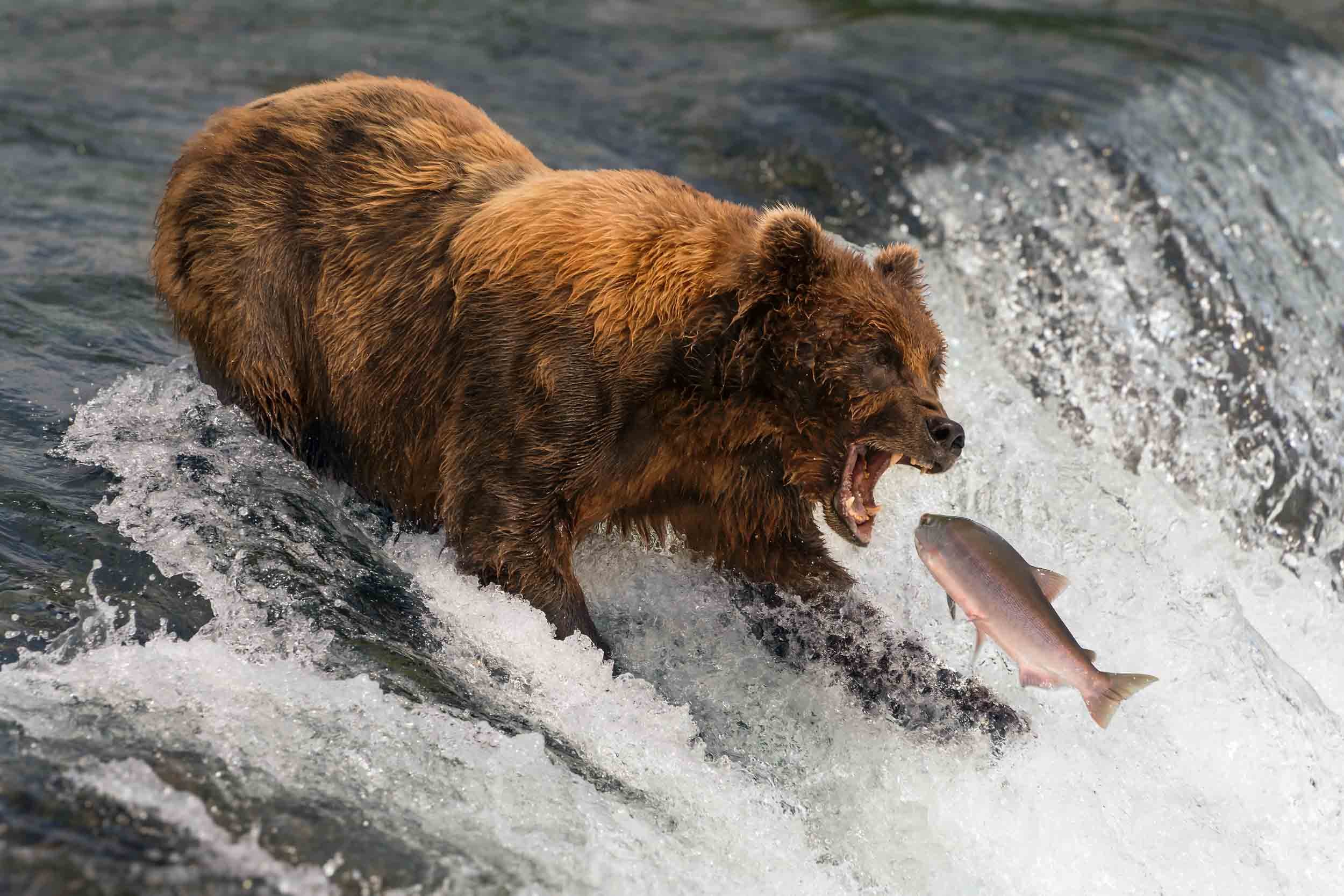 Don't poke the bear!