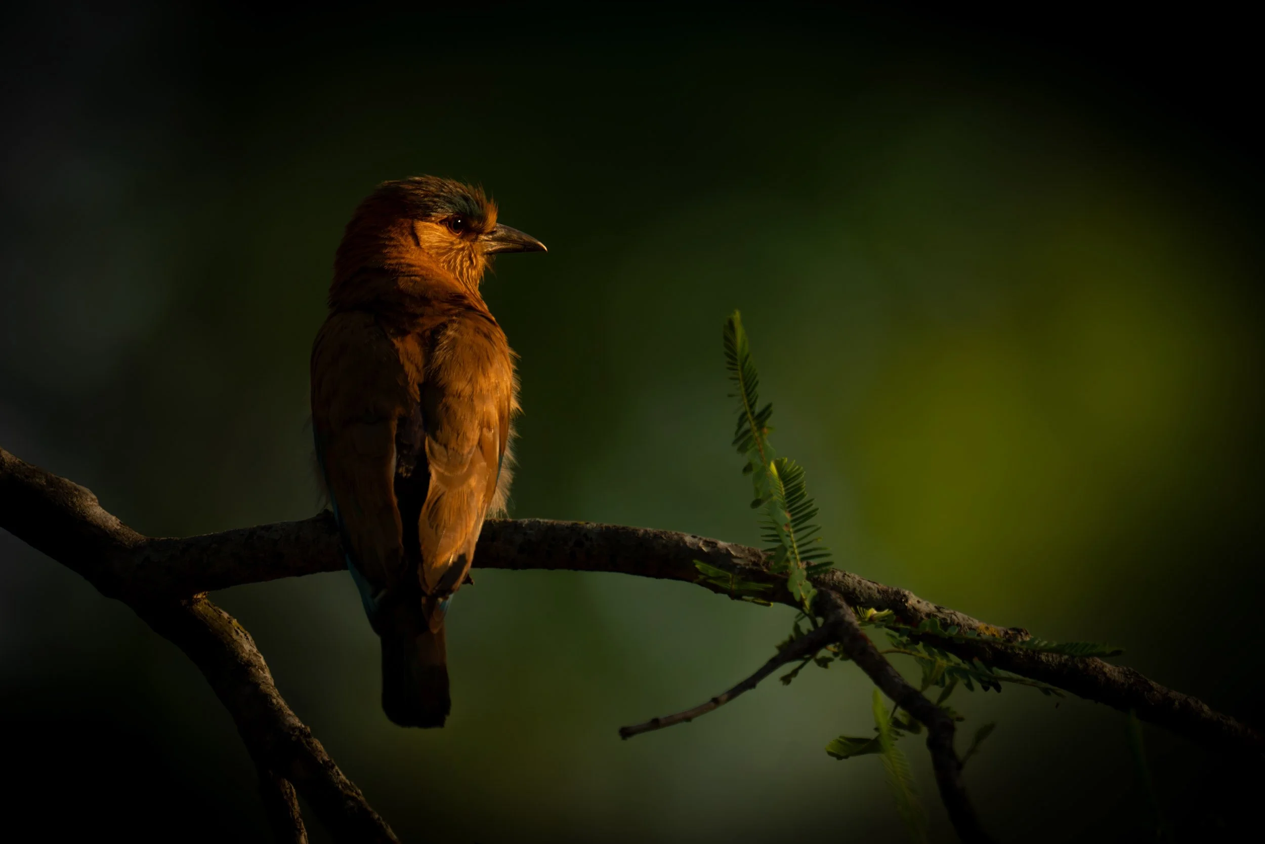 A Watchful Eye