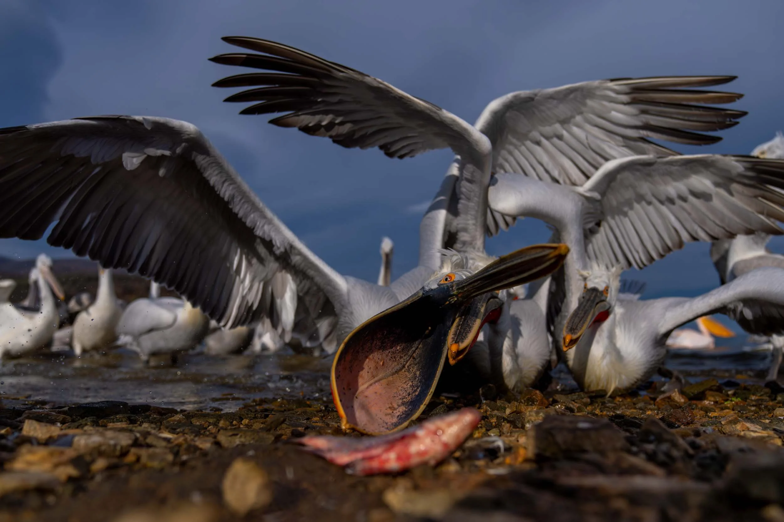 Feeding Frenzy
