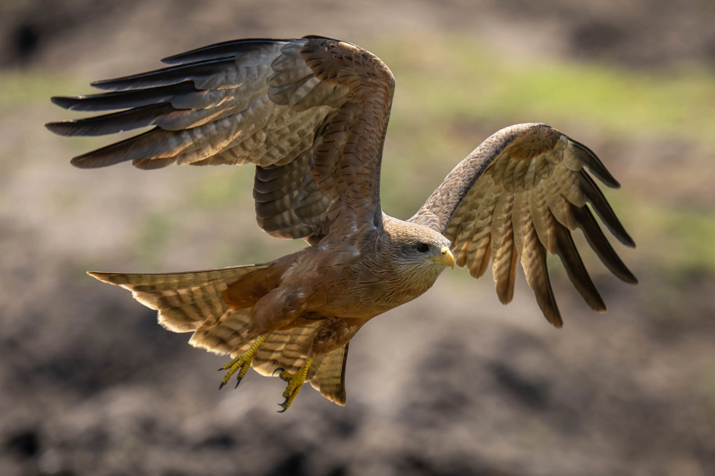 Flying Kite