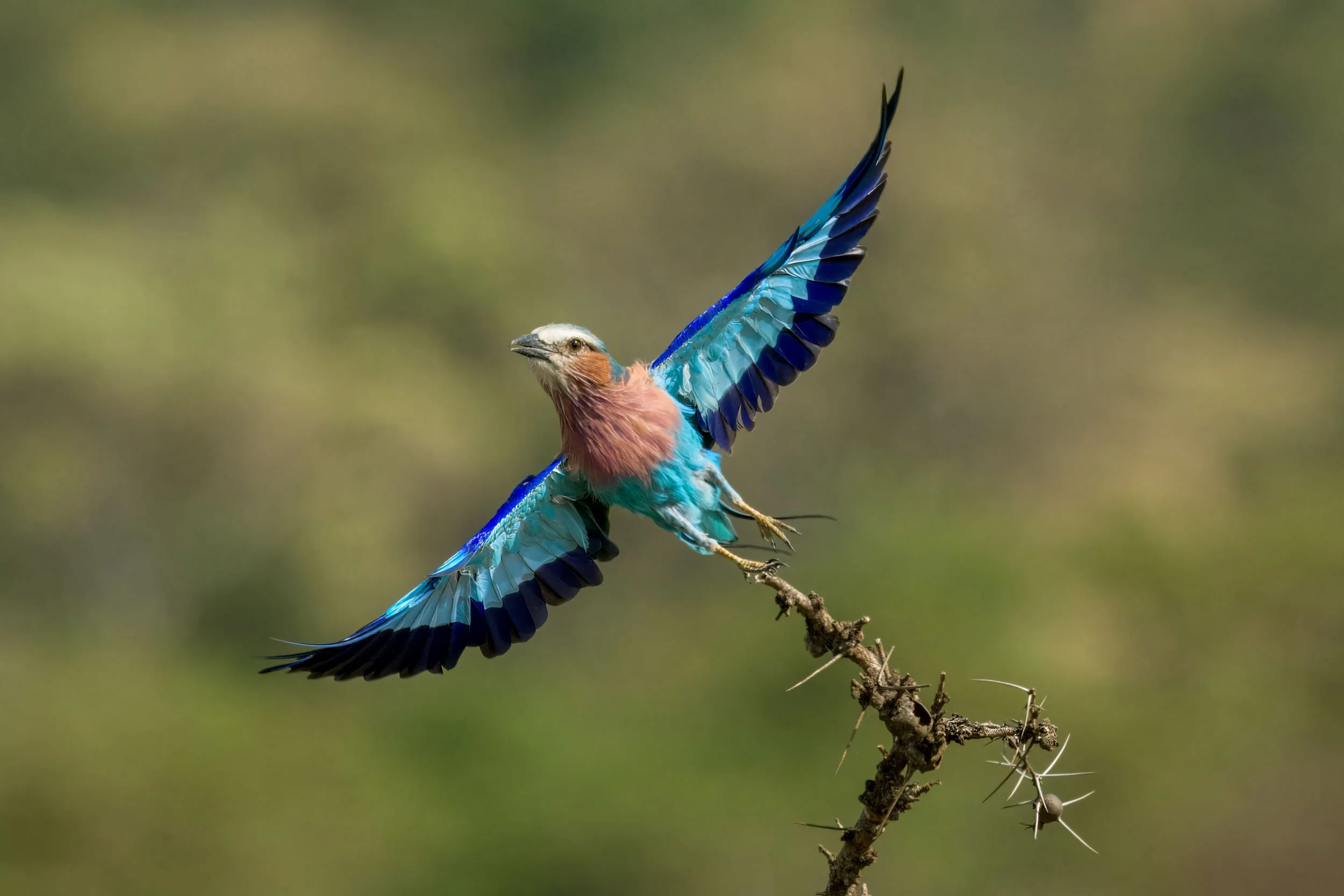 On a Wing and a Prayer