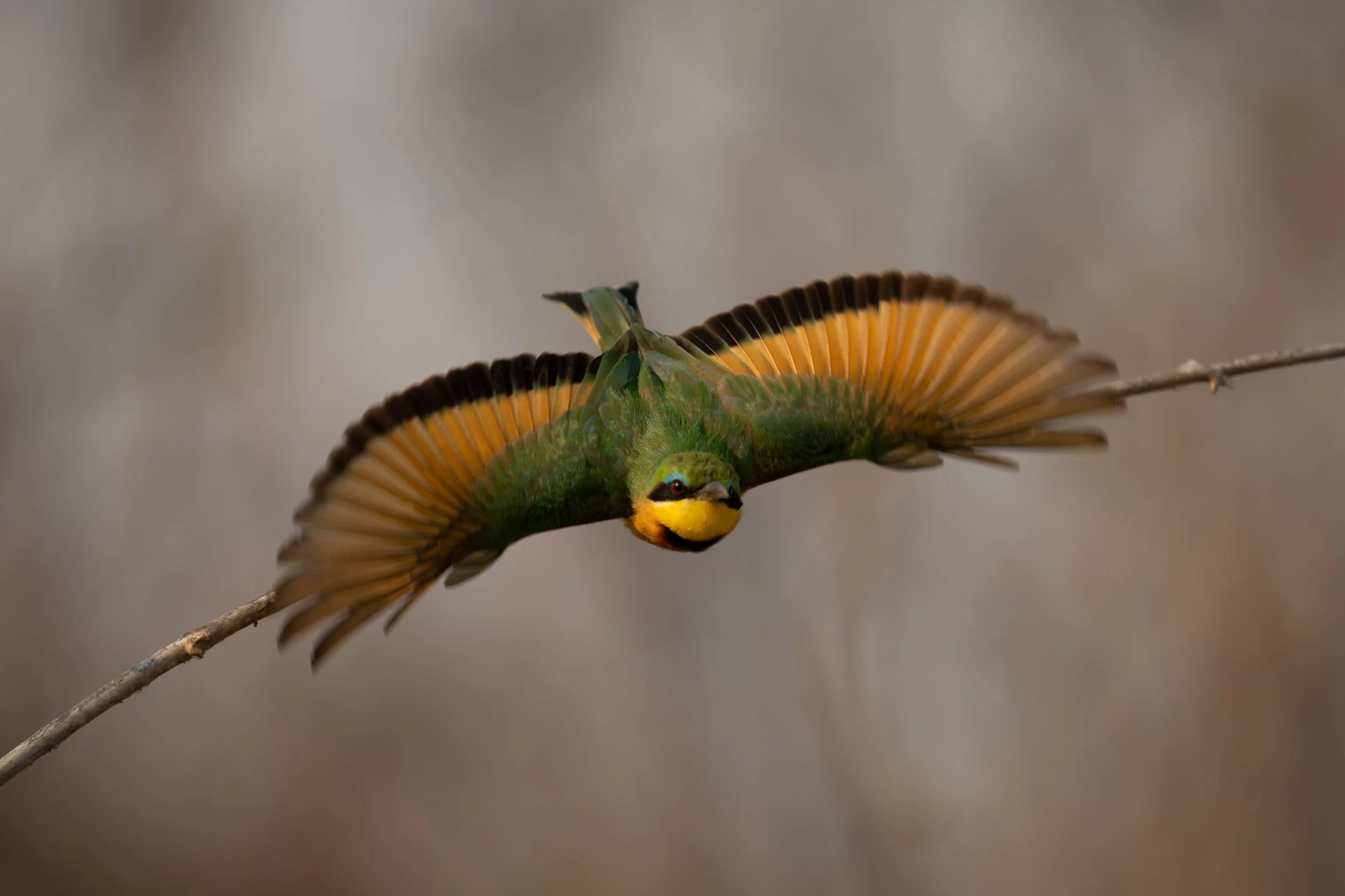 Wing Forward