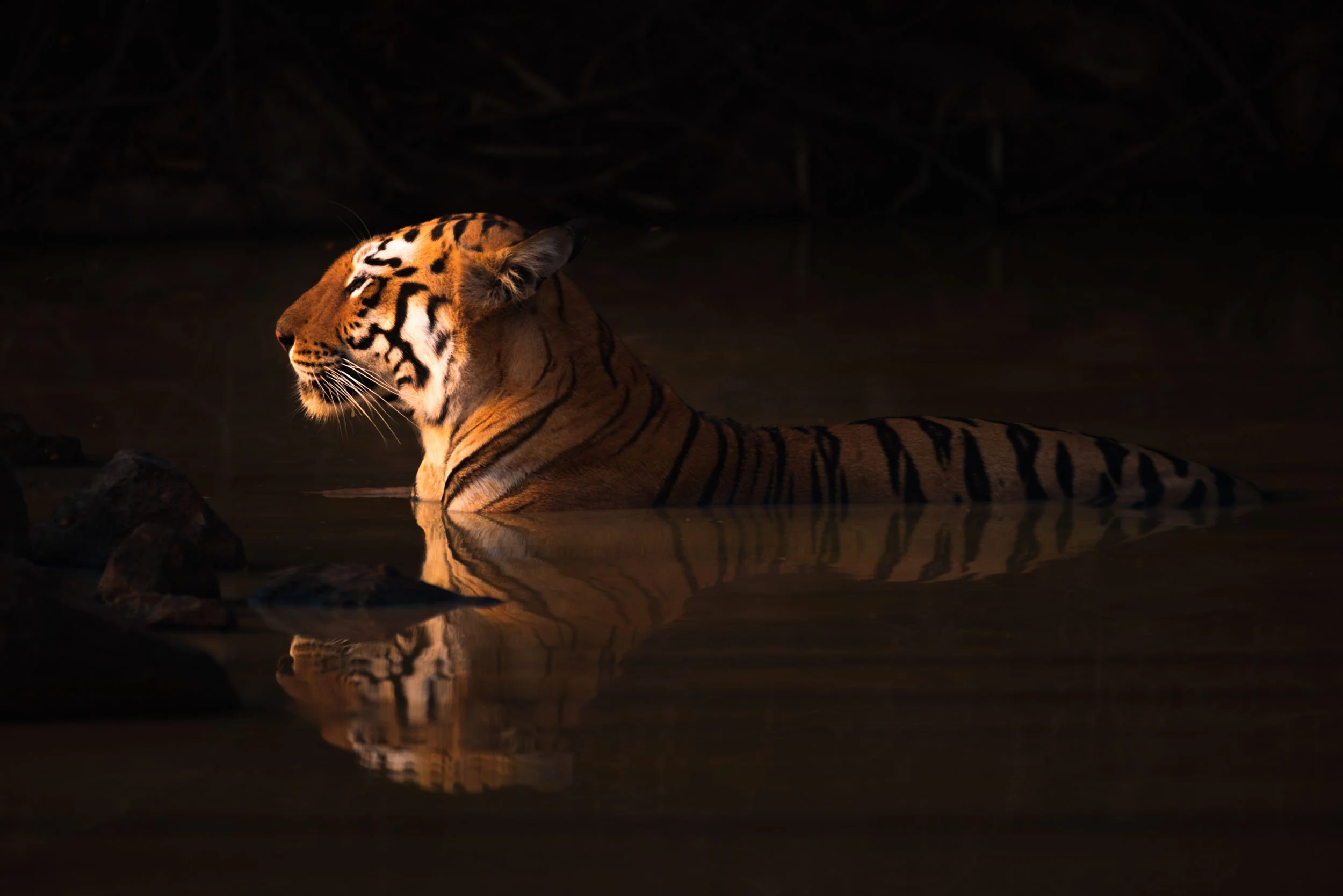 "Tiger, tiger, burning bright…"
