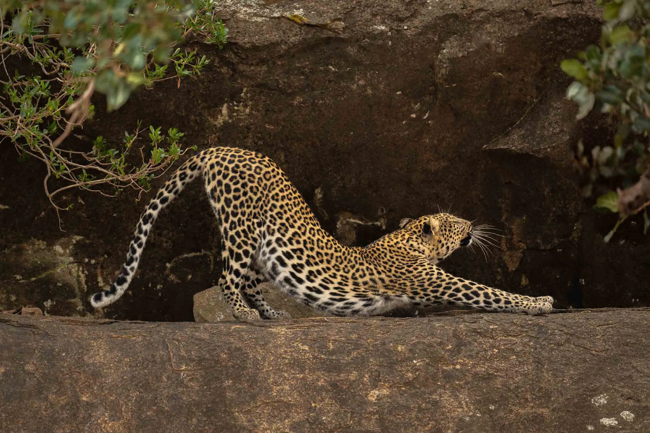 Downward Cat