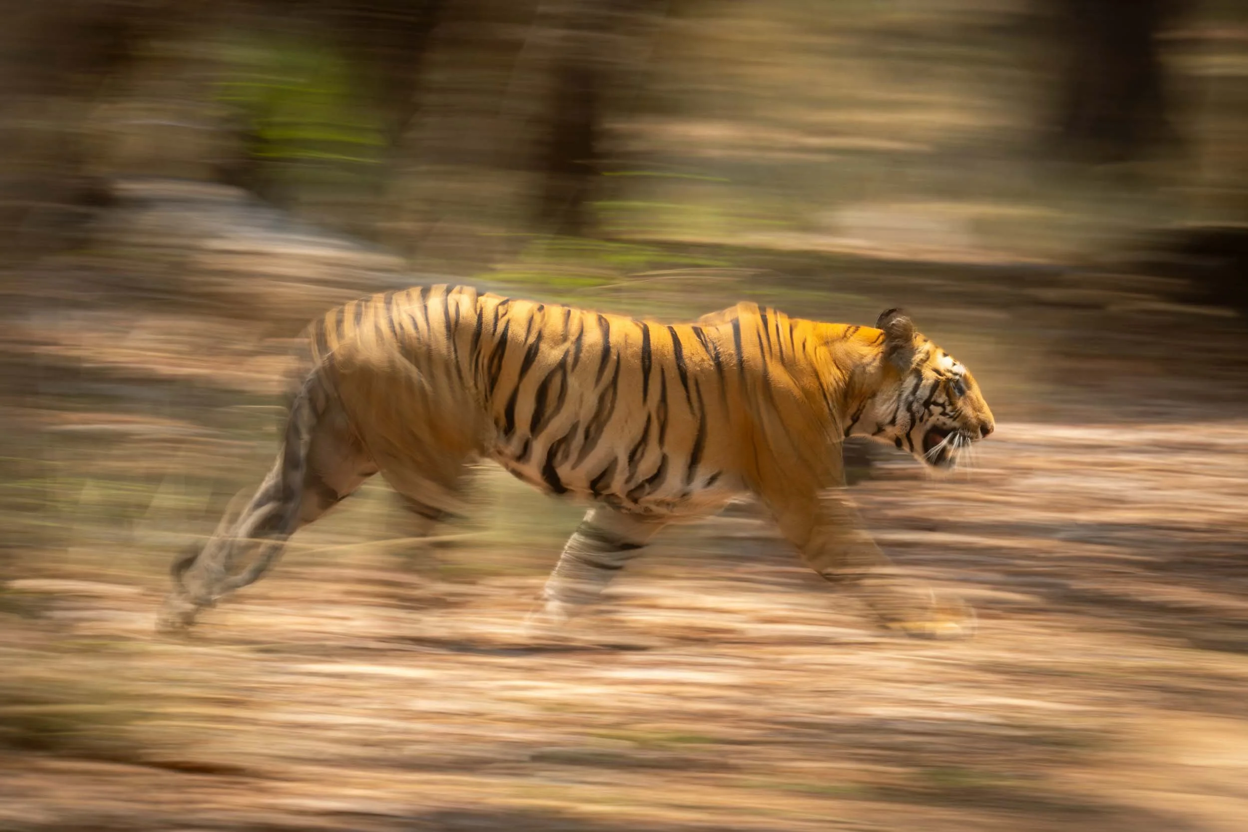 Easy Tiger