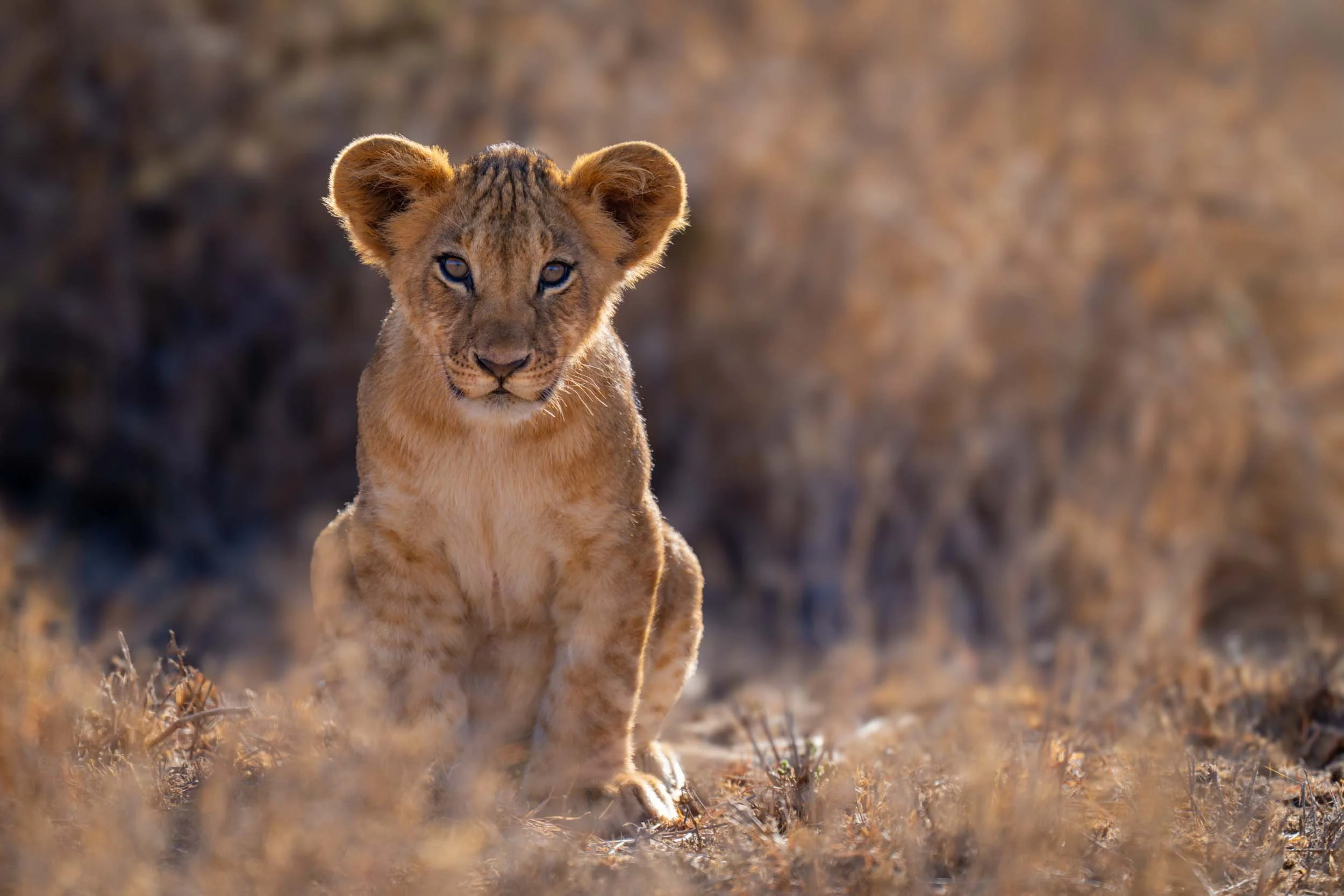 Mother's Pride