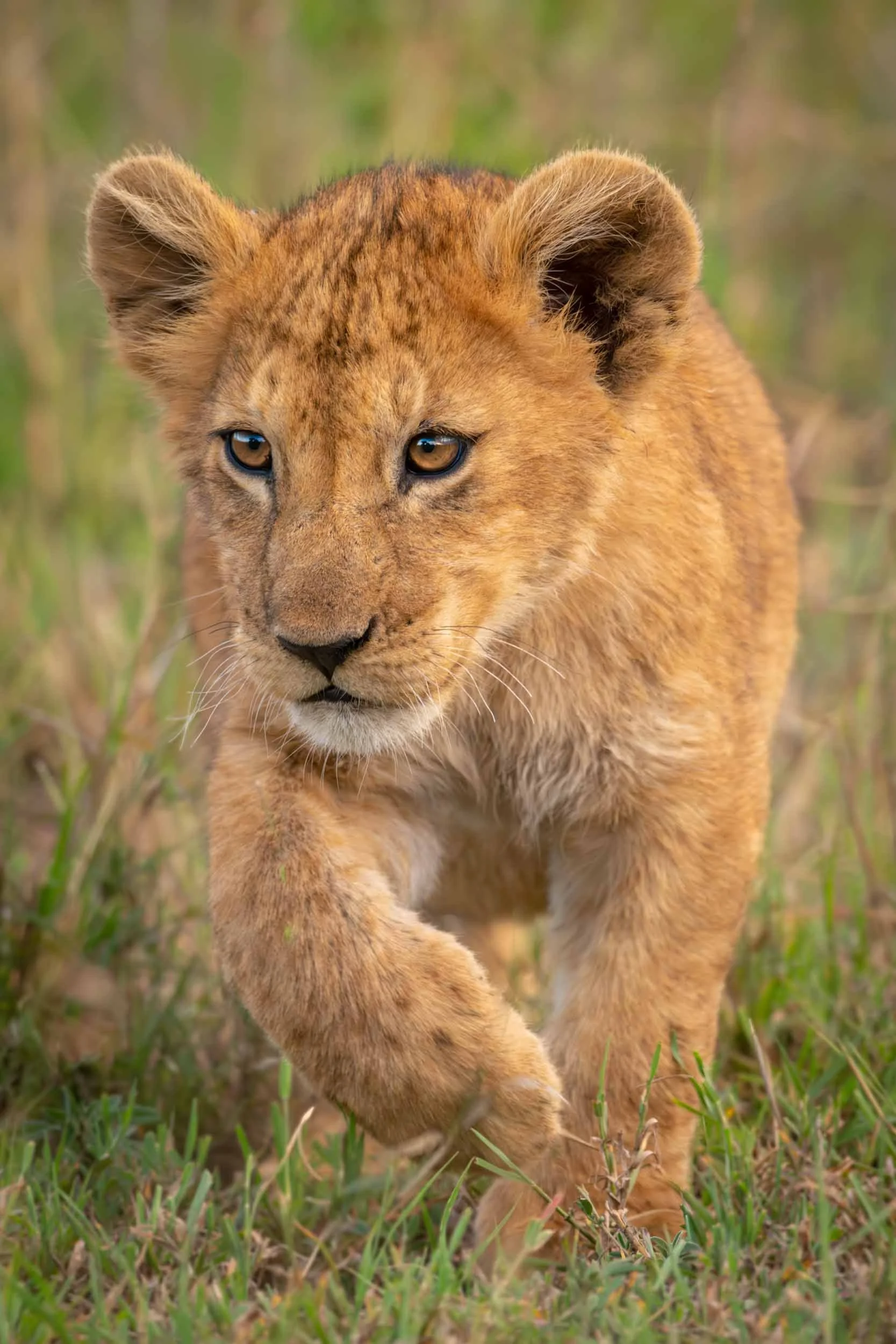 Paws for Thought