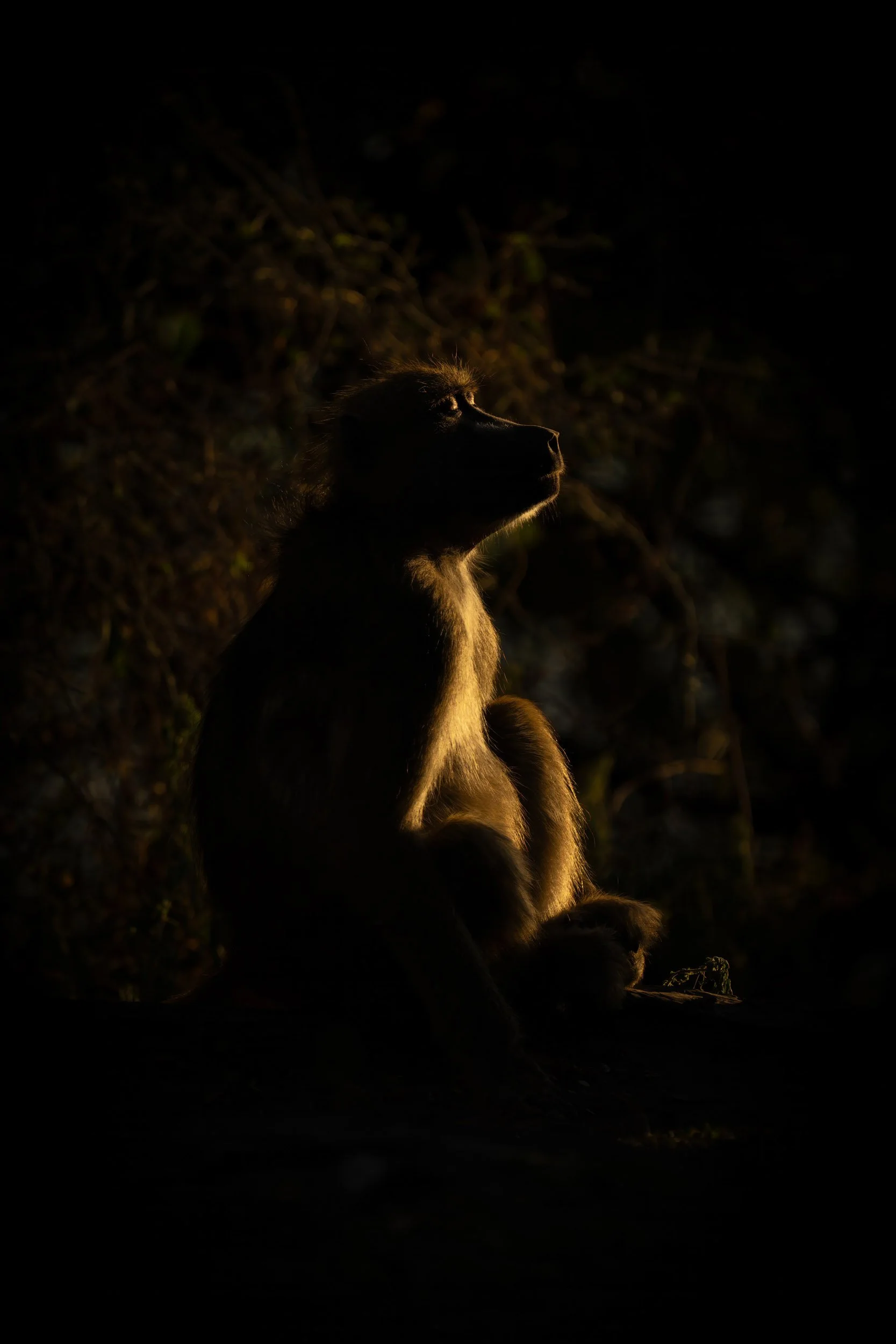 Basking Baboon
