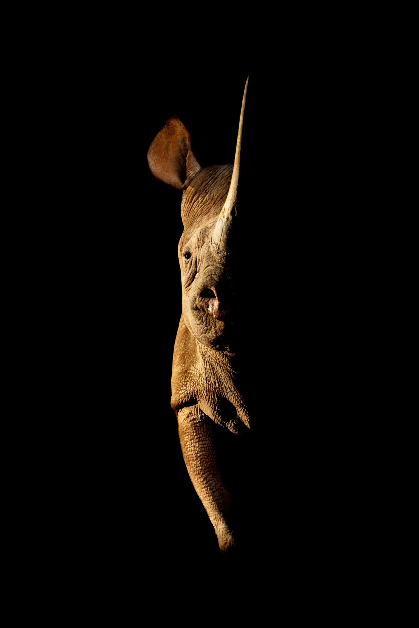 Eye of the Rhino