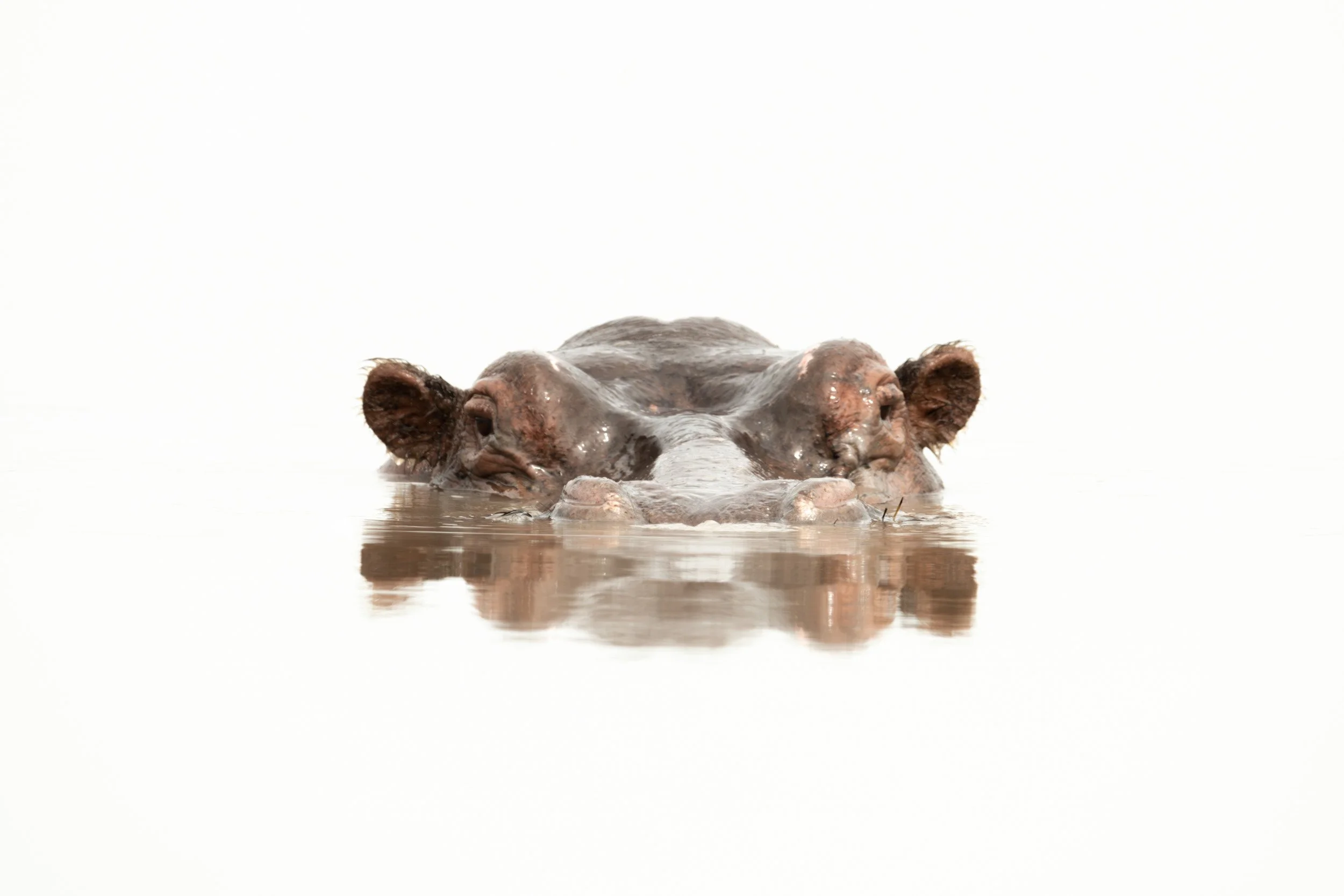 Hippo Floats