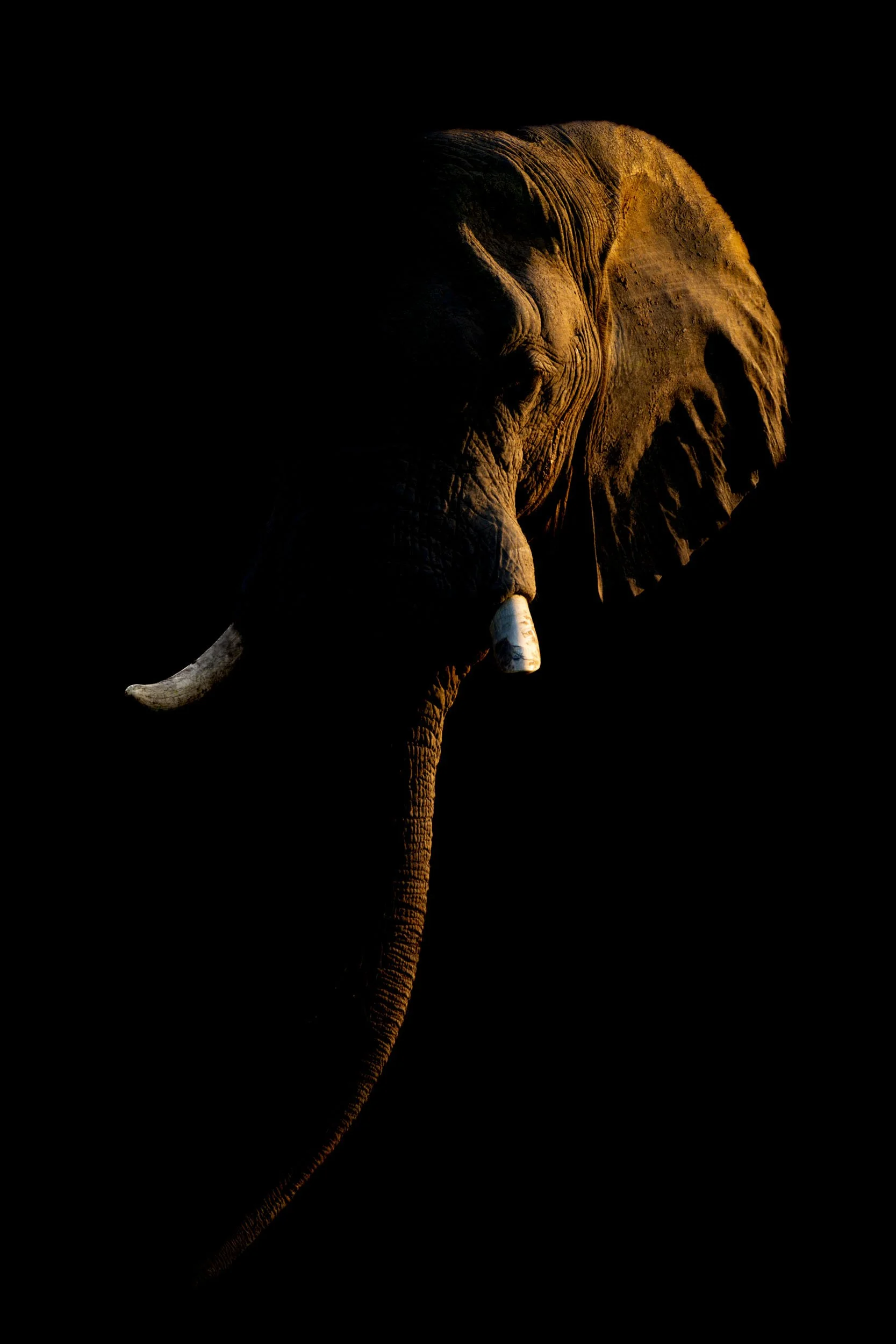 Light Elephant