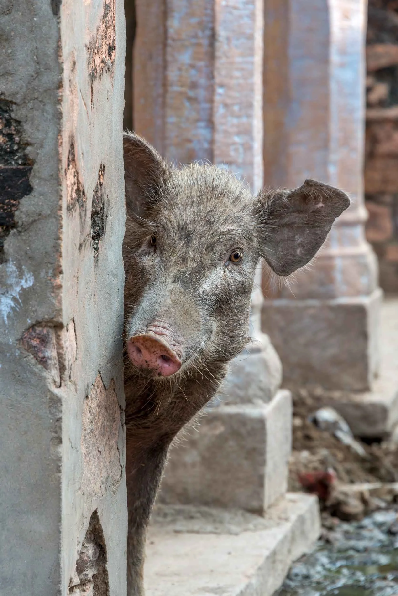 Pig-aboo