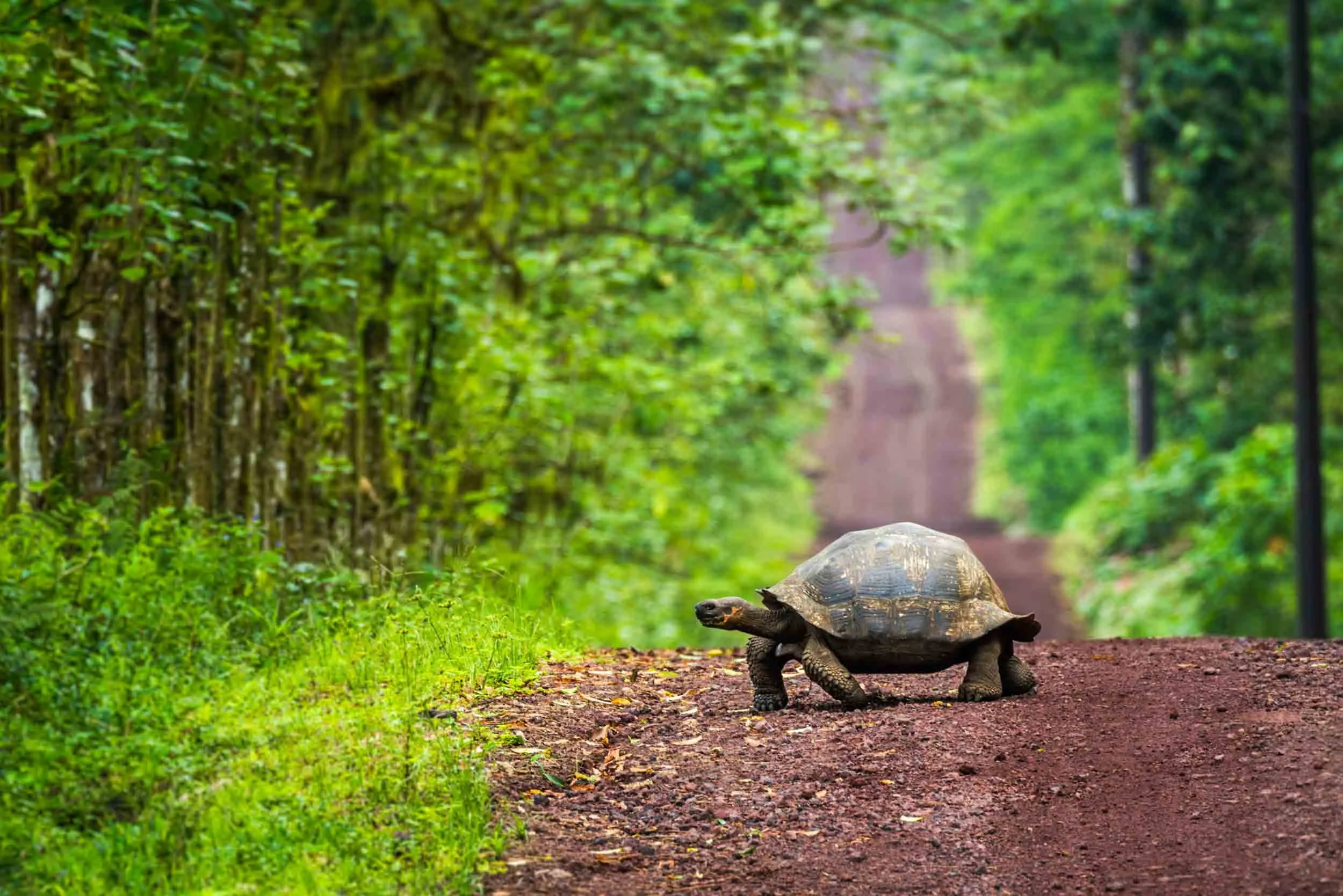 Tortoise Crossing