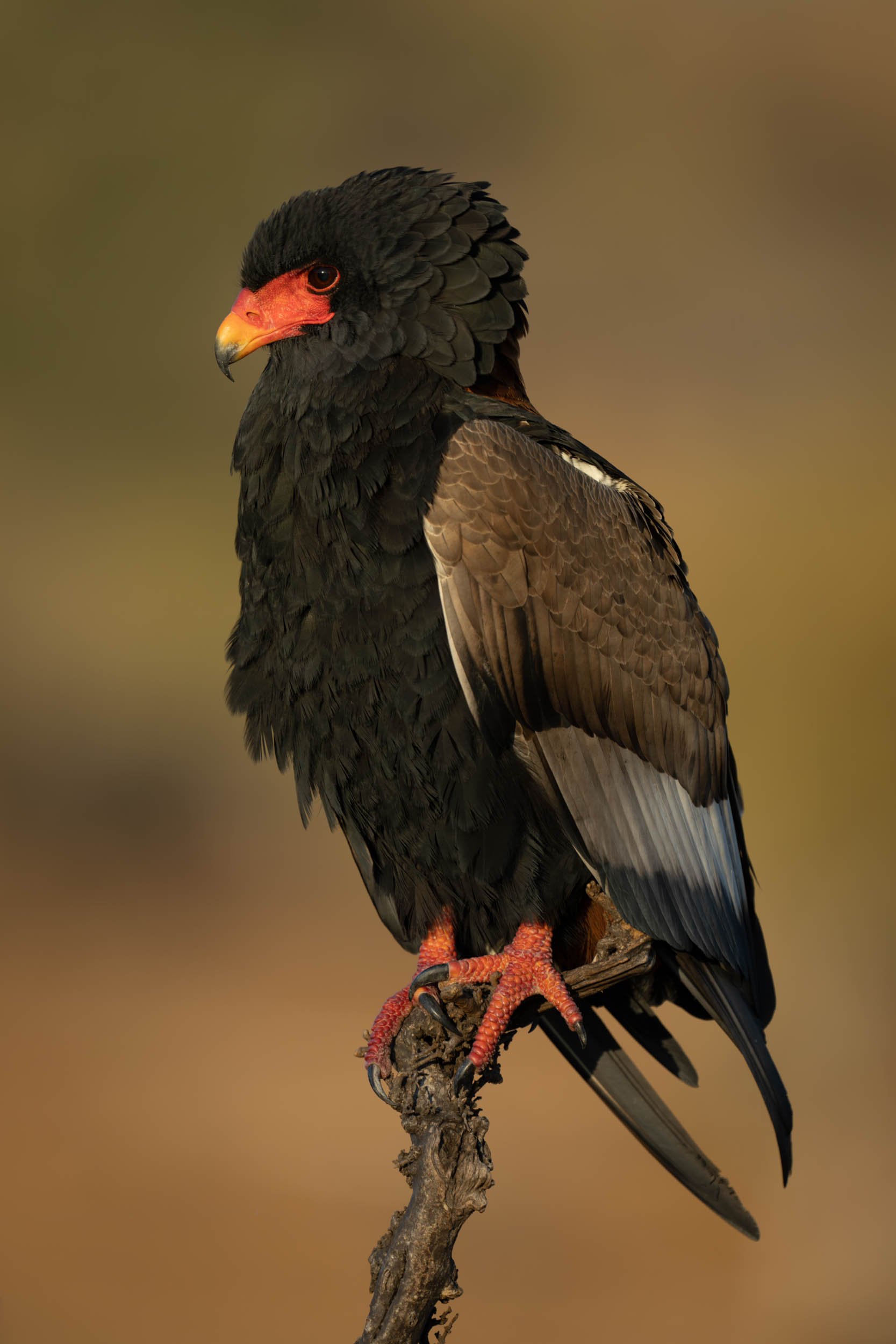 Bateleur Beauty.jpg