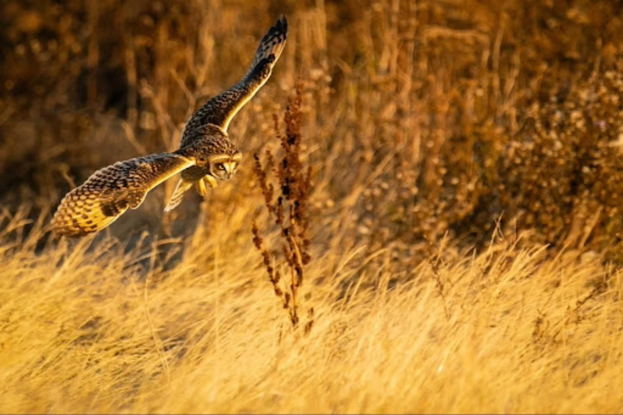 Probability of Epic Wildlife Shots: Stats Tips for American Students in the Field
