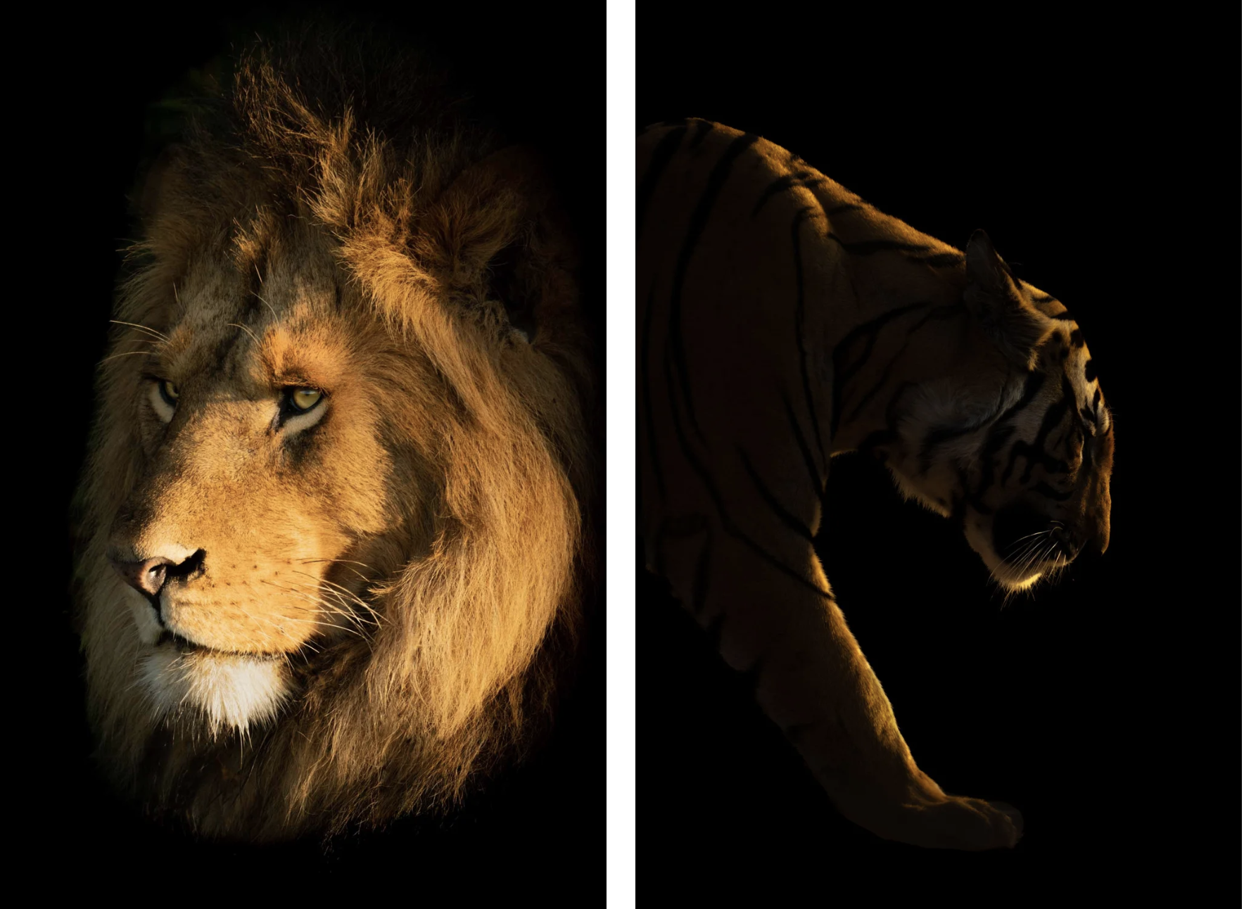 Where to go on Safari: Africa or India?