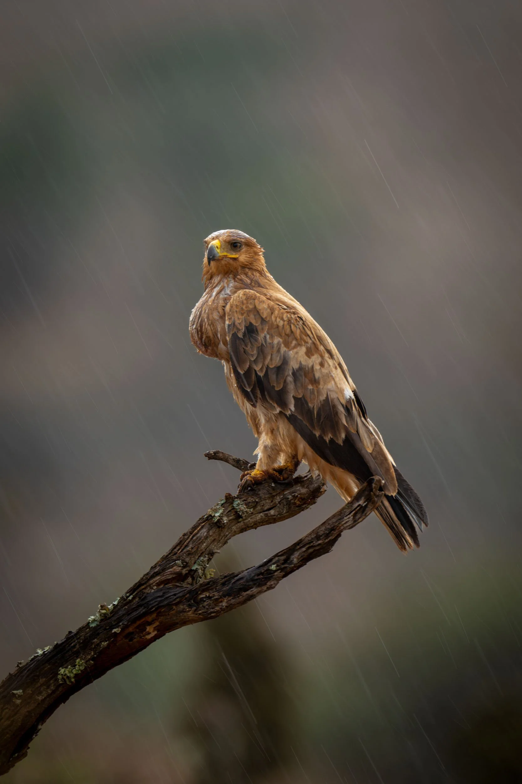 Raindrops Keep Falling on my Head