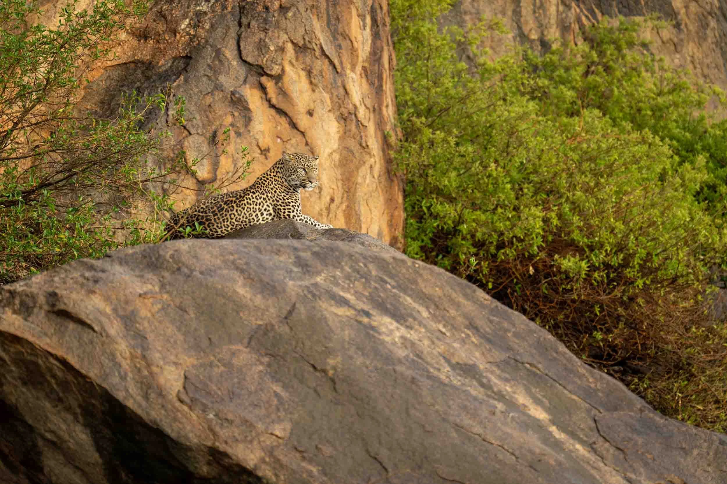 Rock, Tree, Leopard