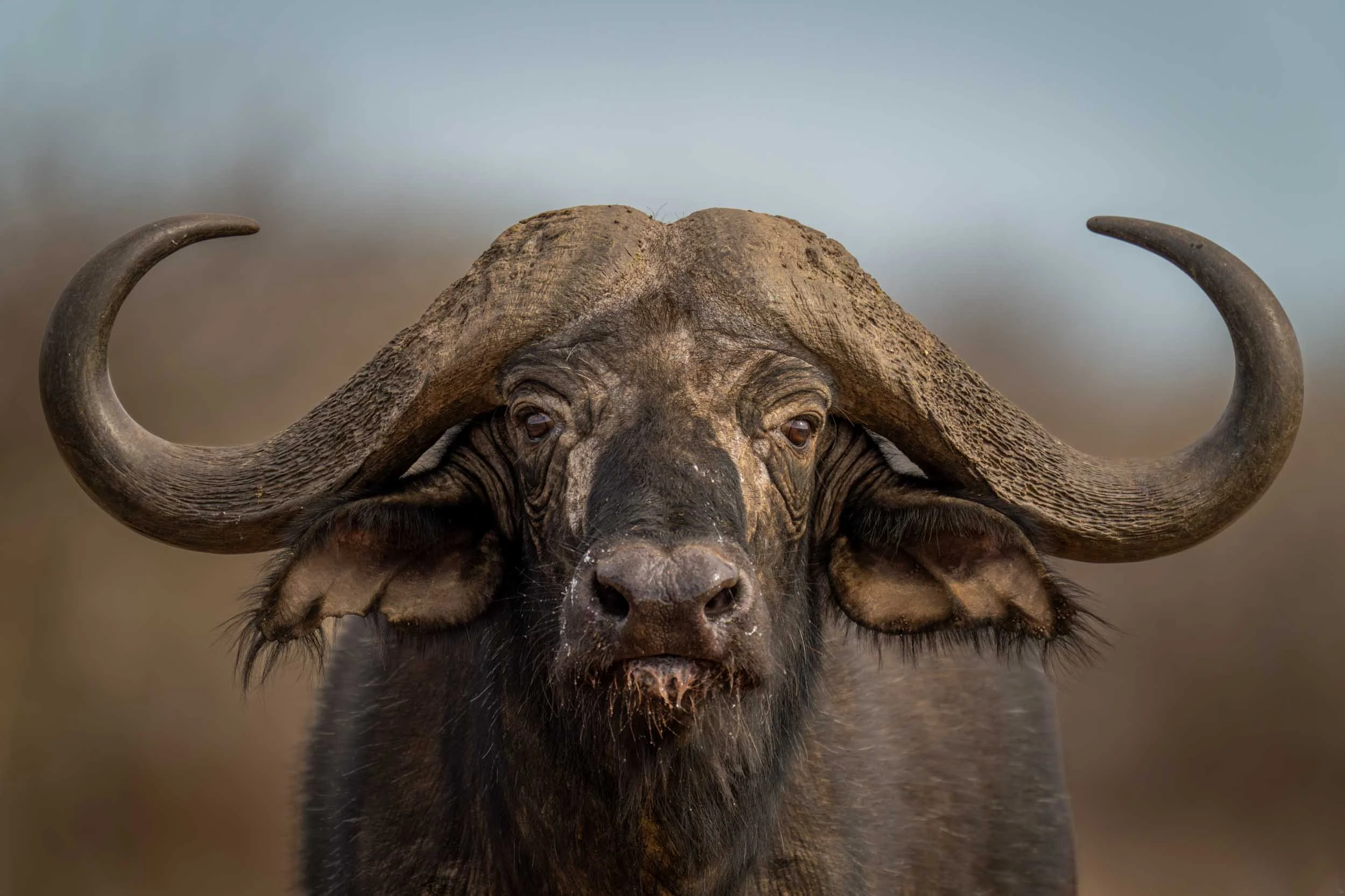 Where the Buffalo Roam