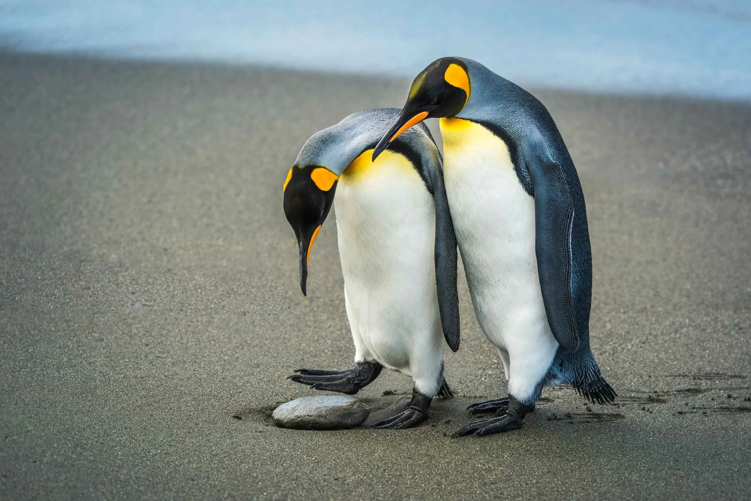 TENDERNESS