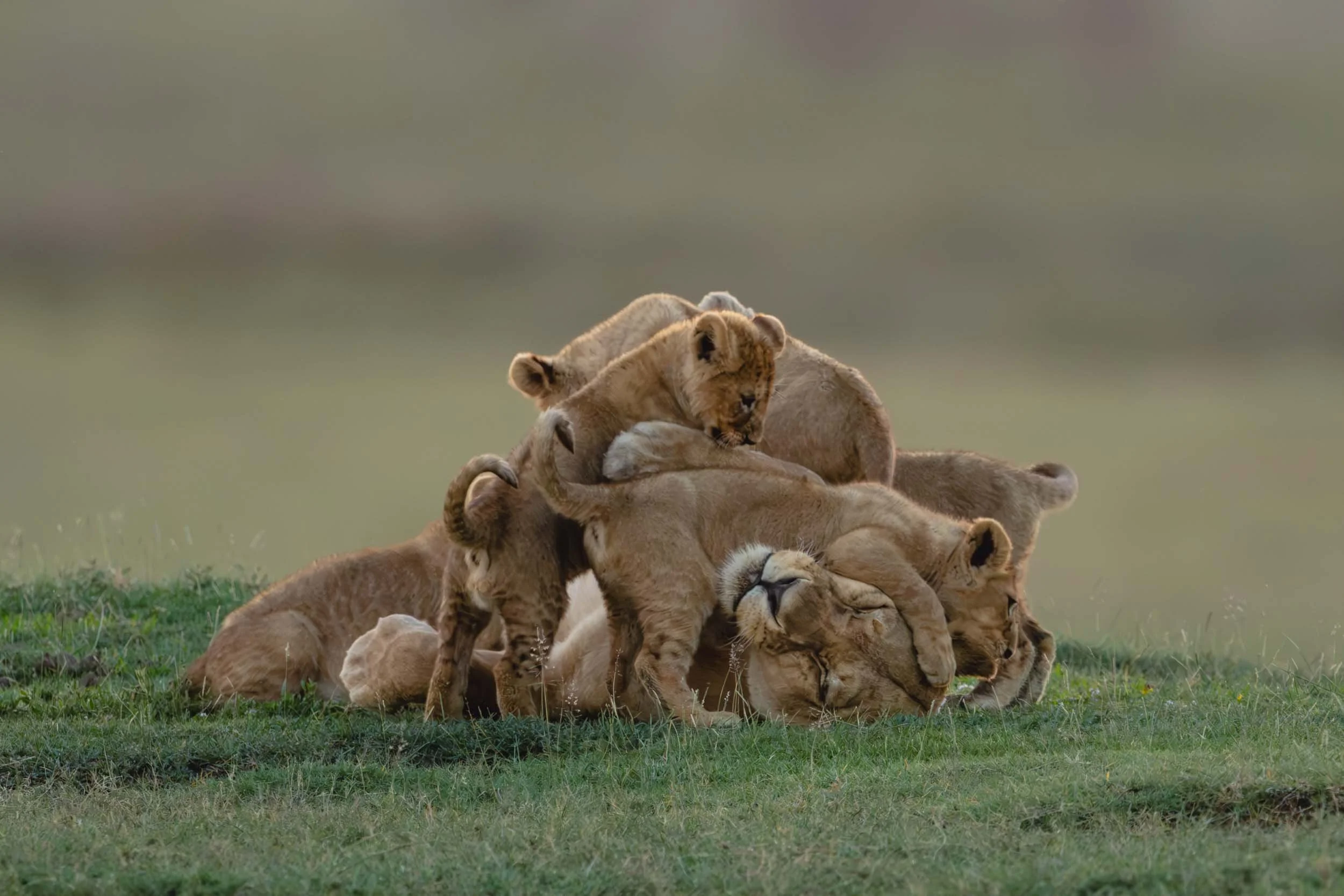 TENDERNESS