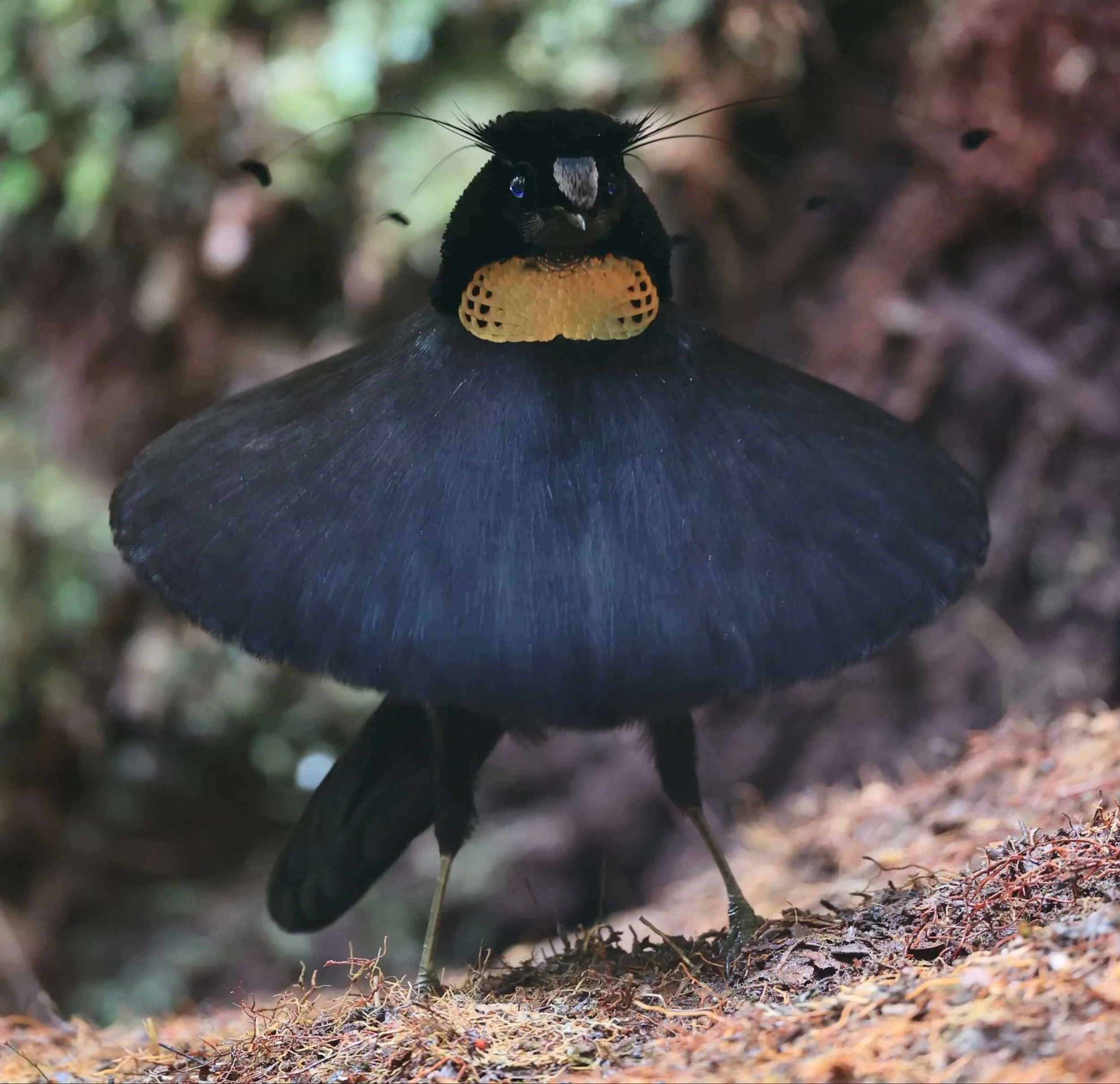 Where to Photograph Birds in Asia: A Practical Guide for Wildlife Photographers