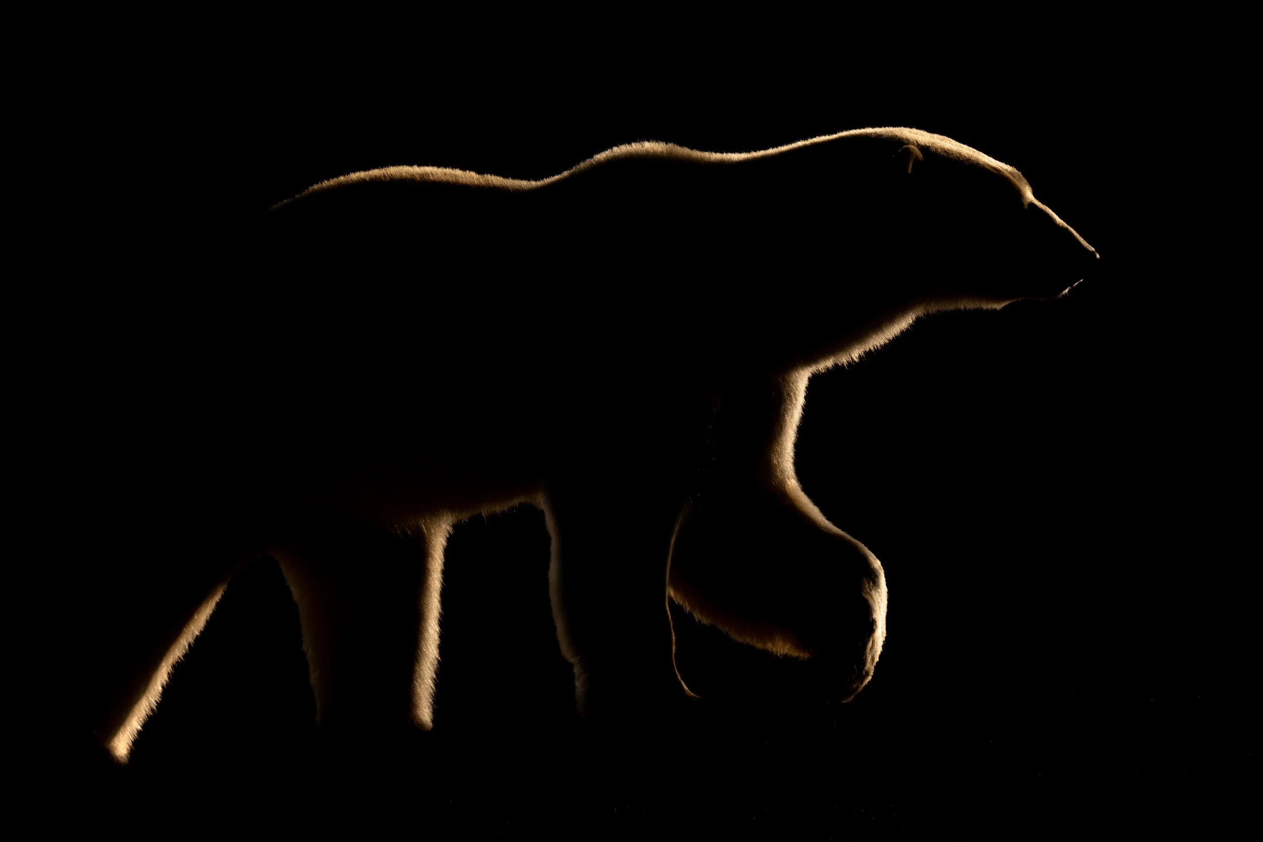 The Pointer.jpg