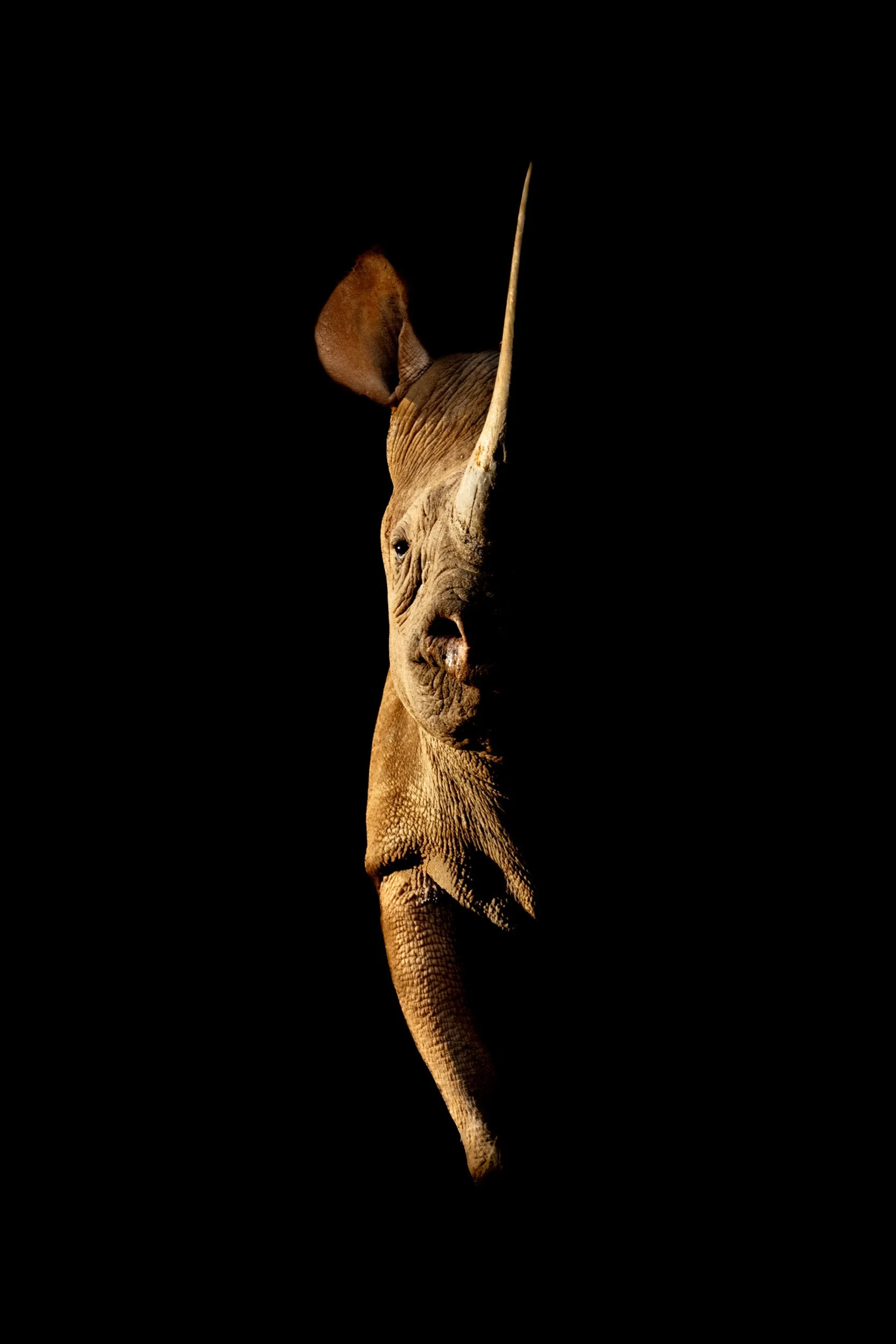 Eye of the Rhino