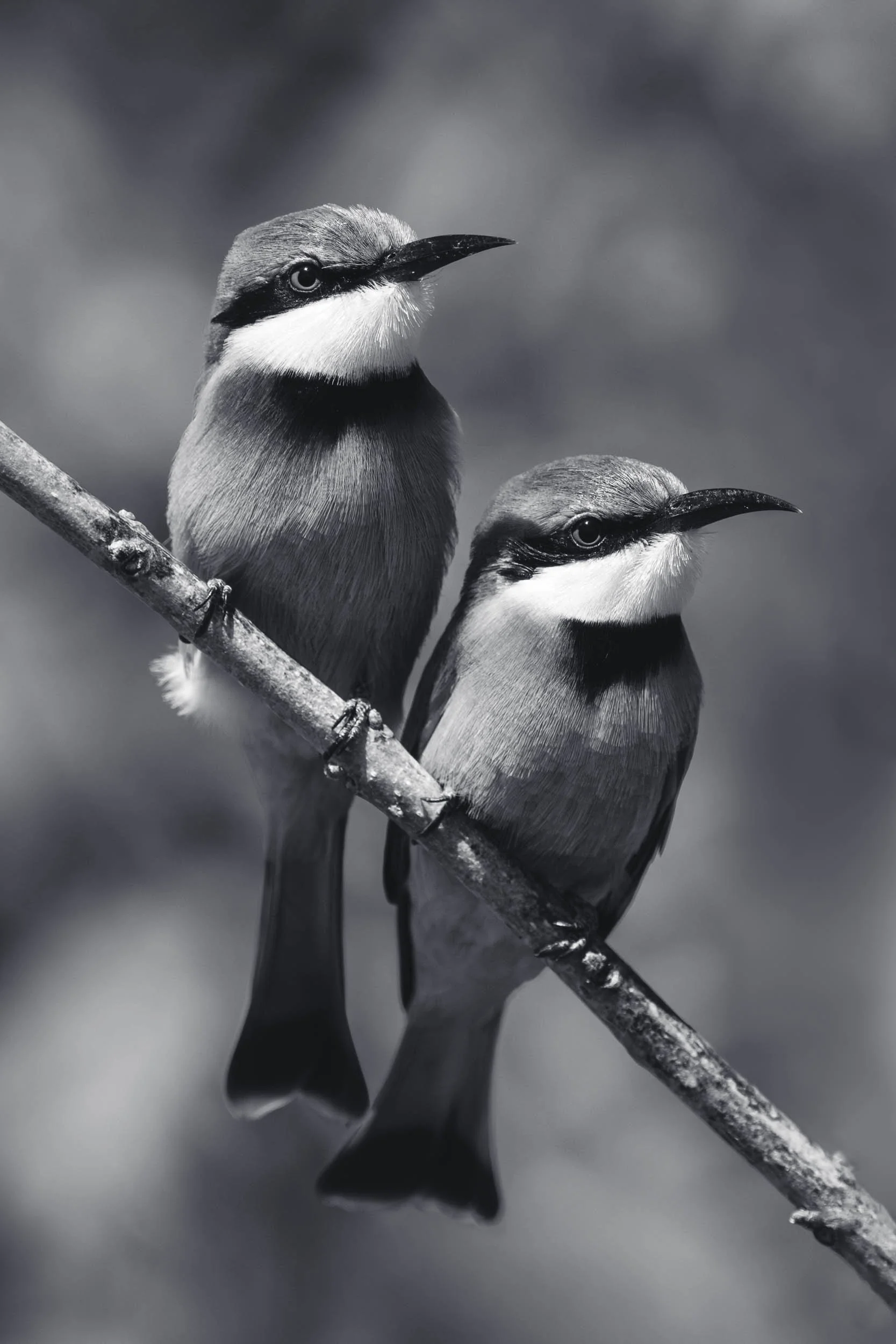 Watch the Birdies - Mono.jpg