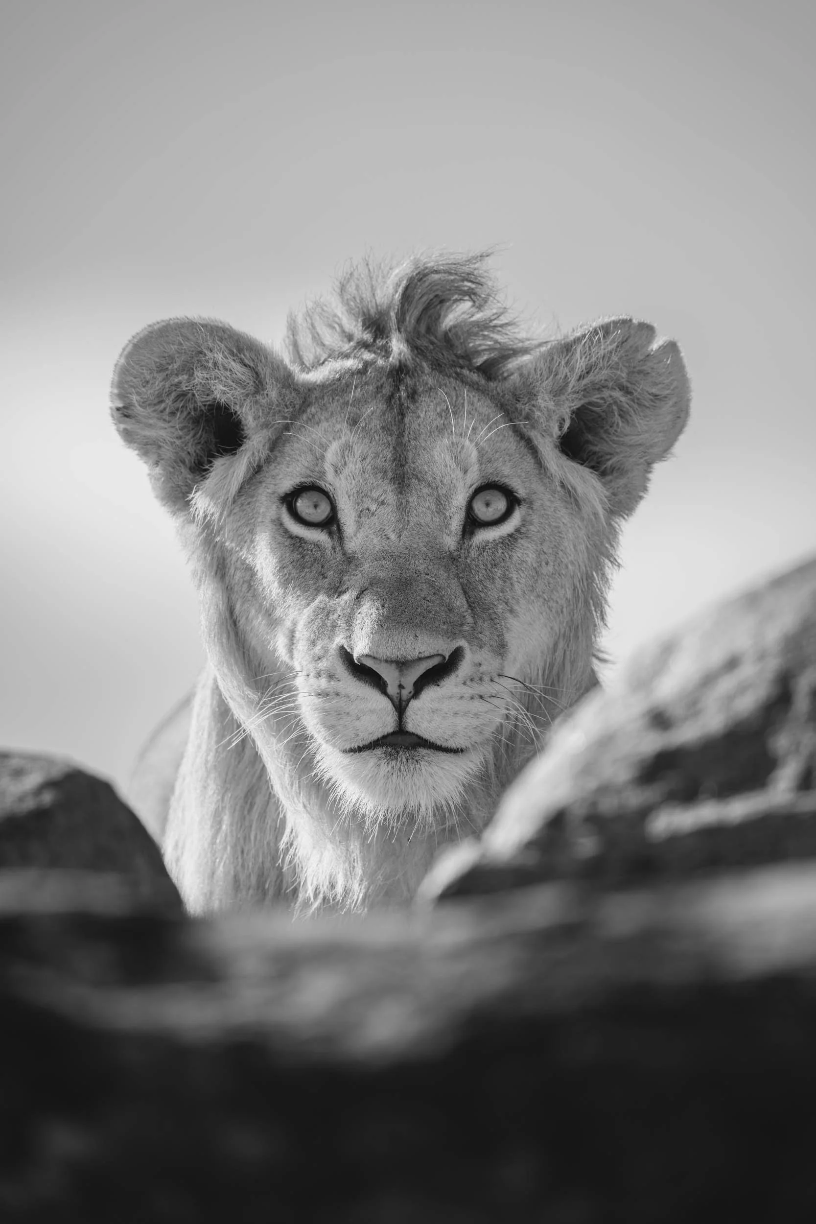 "Give me a lion - on the rocks" - Mono.jpg