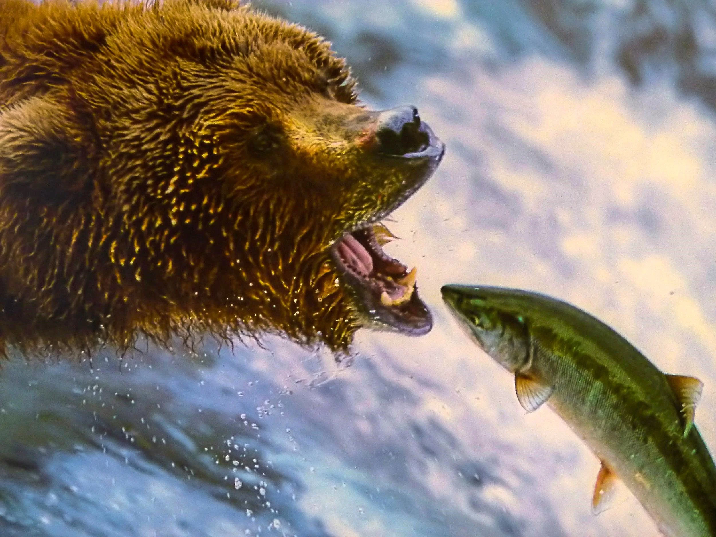 Capturing the Wild: Photographing a Bear’s Catch of the Day