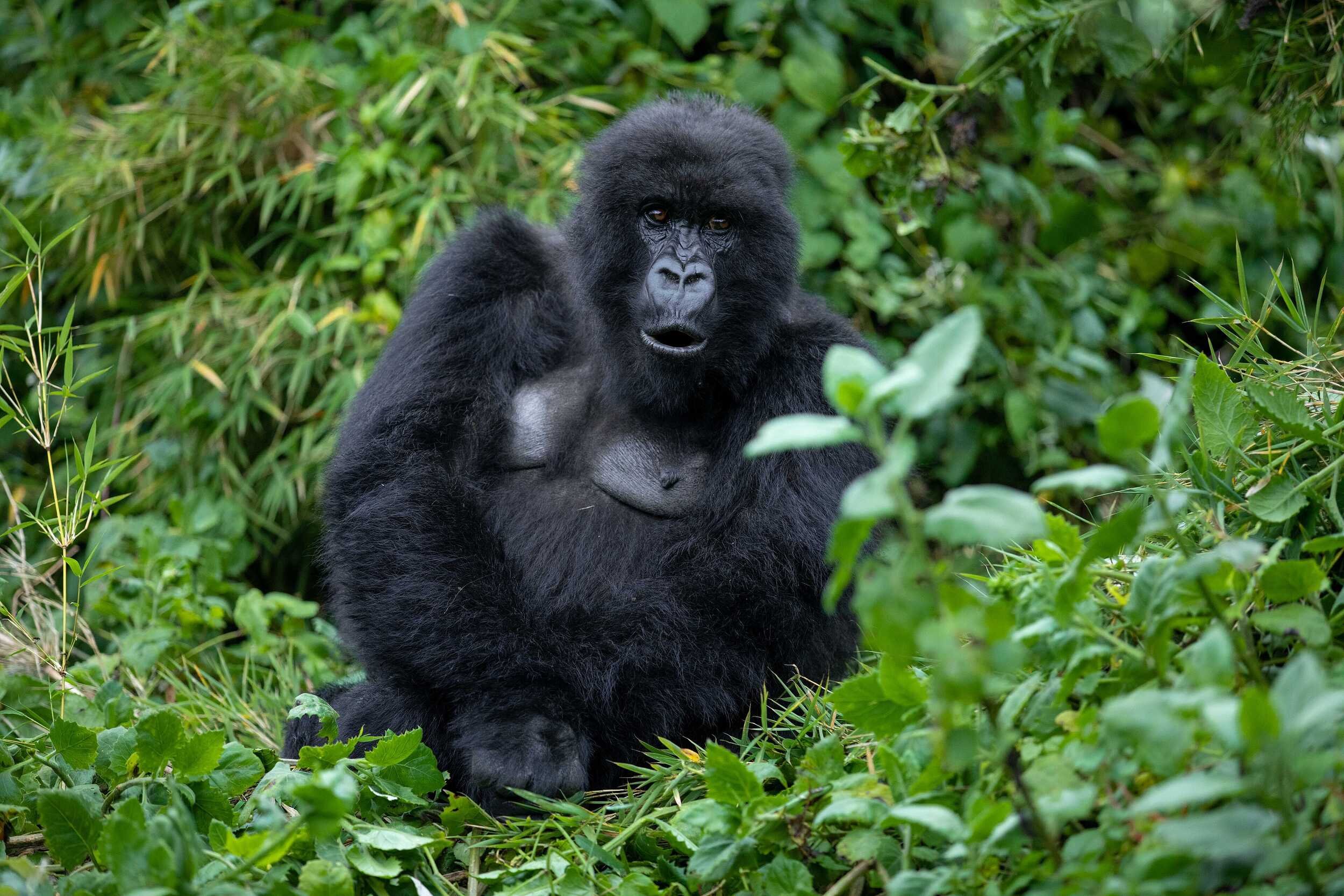Gorilla sits in thick bushes watching camera
