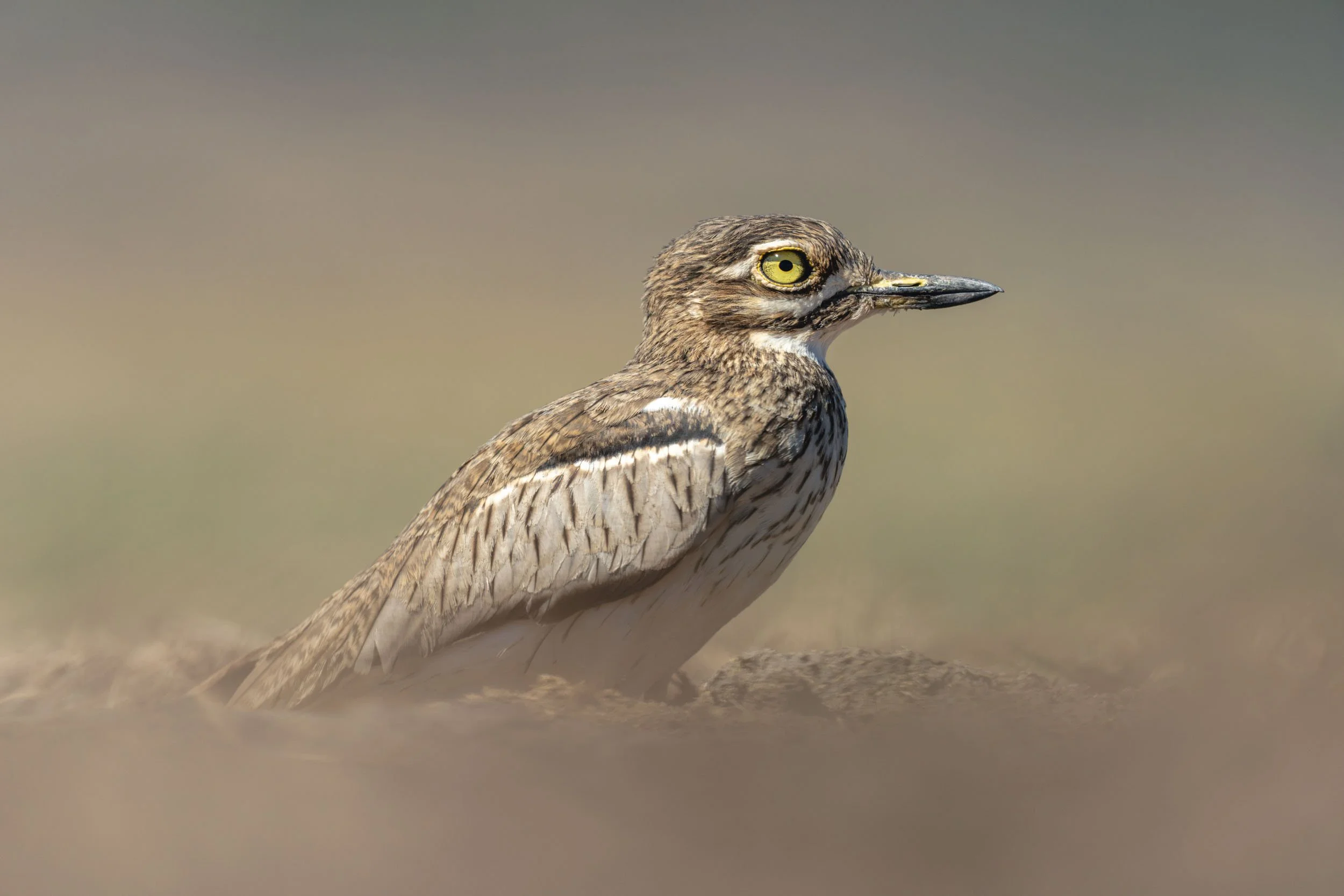 Dust Bird.jpg
