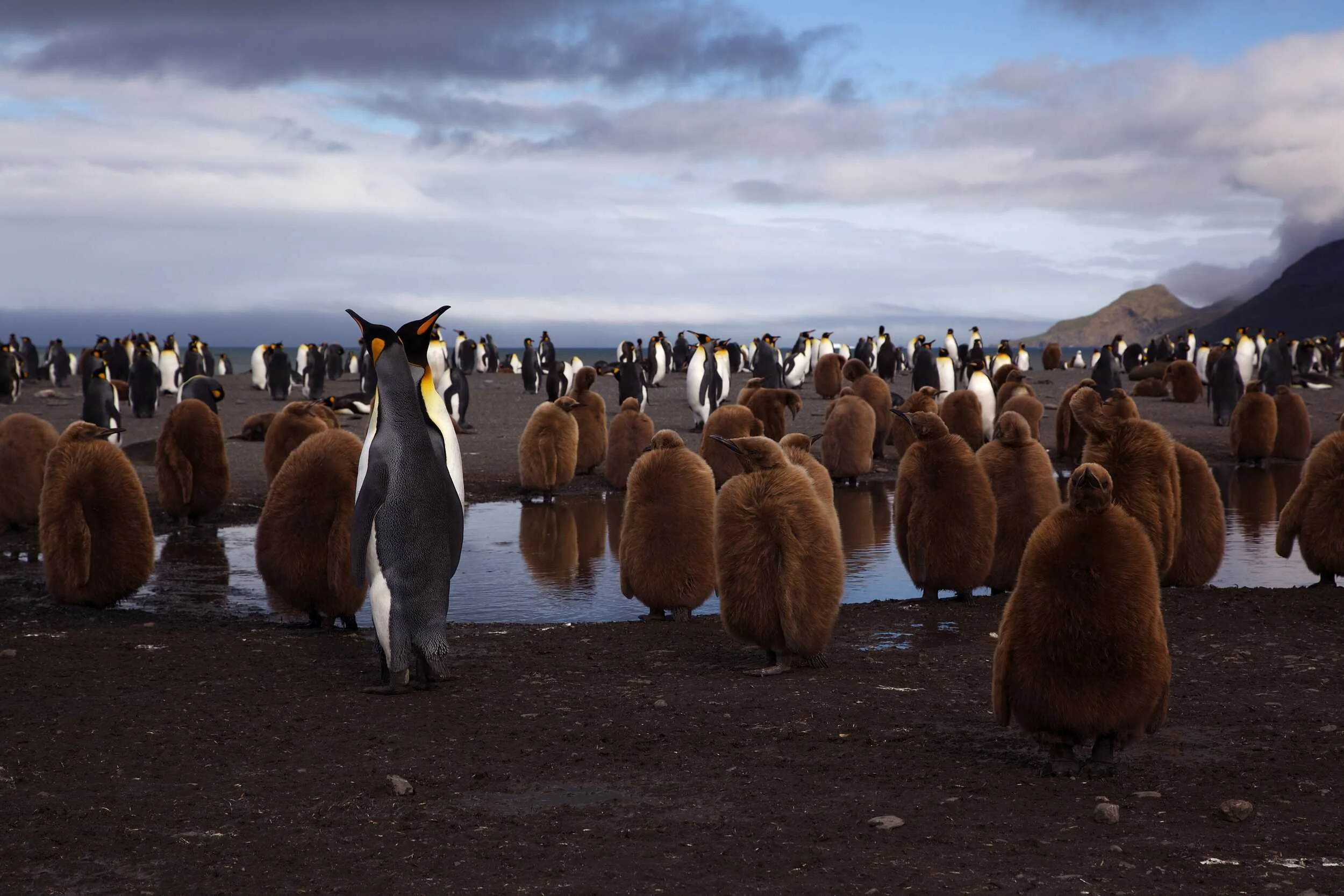 King penguin colony on South Georgia