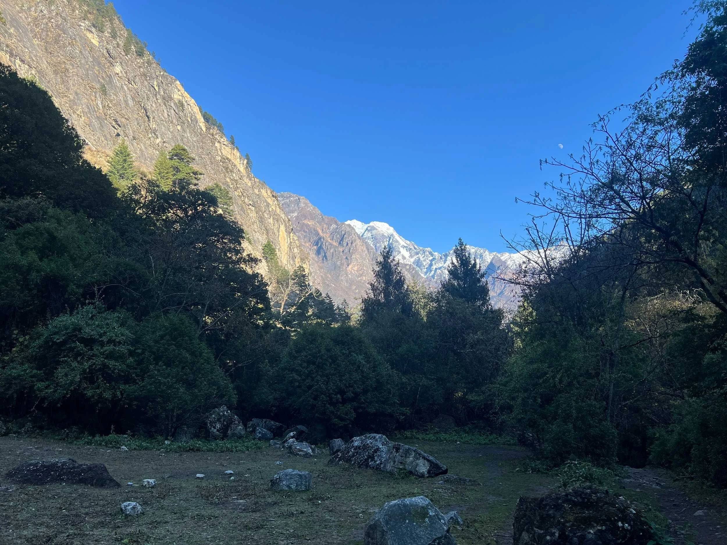 Trees and mountains in the Himalayas