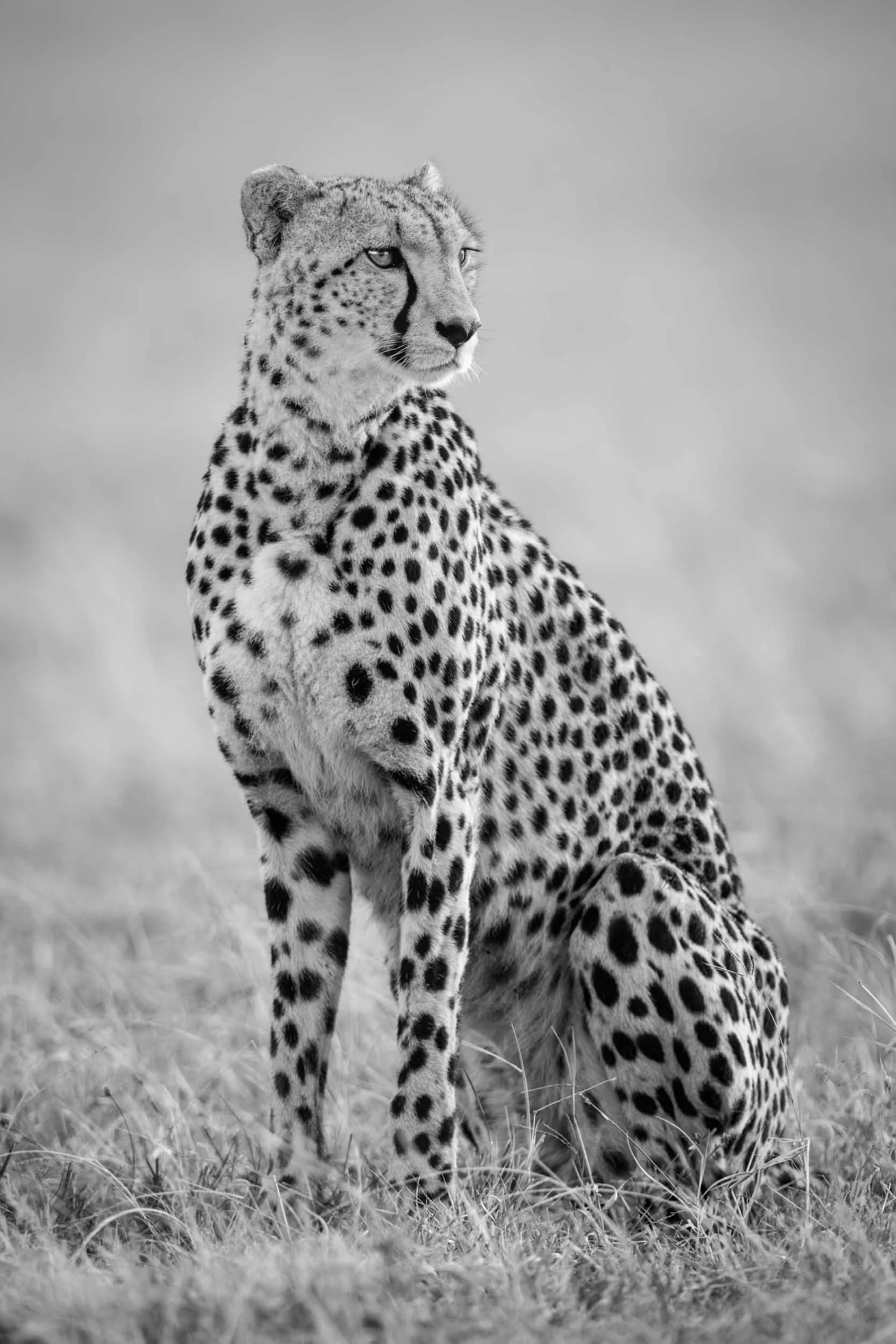 Cheetahs Never Win - Mono.jpg