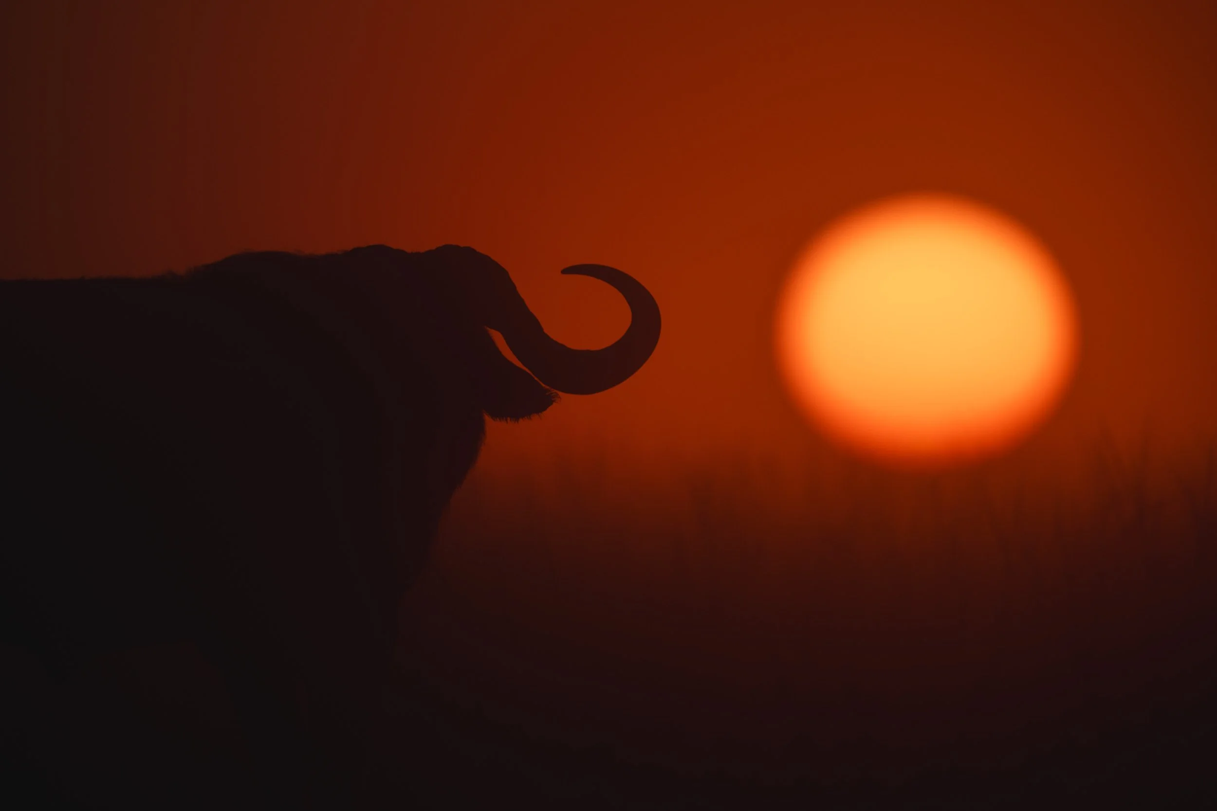 Wildlife Photography Caption Examples That Add Meaning to Images